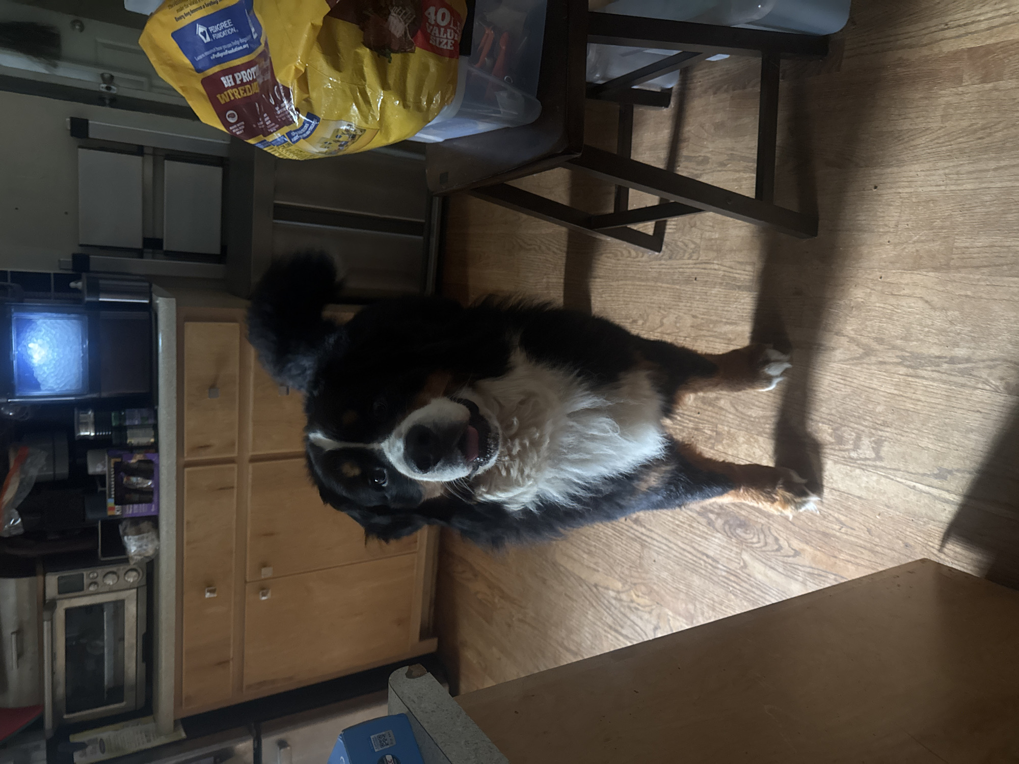 Bernese Mountain Dog rests in Atlanta home kitchen