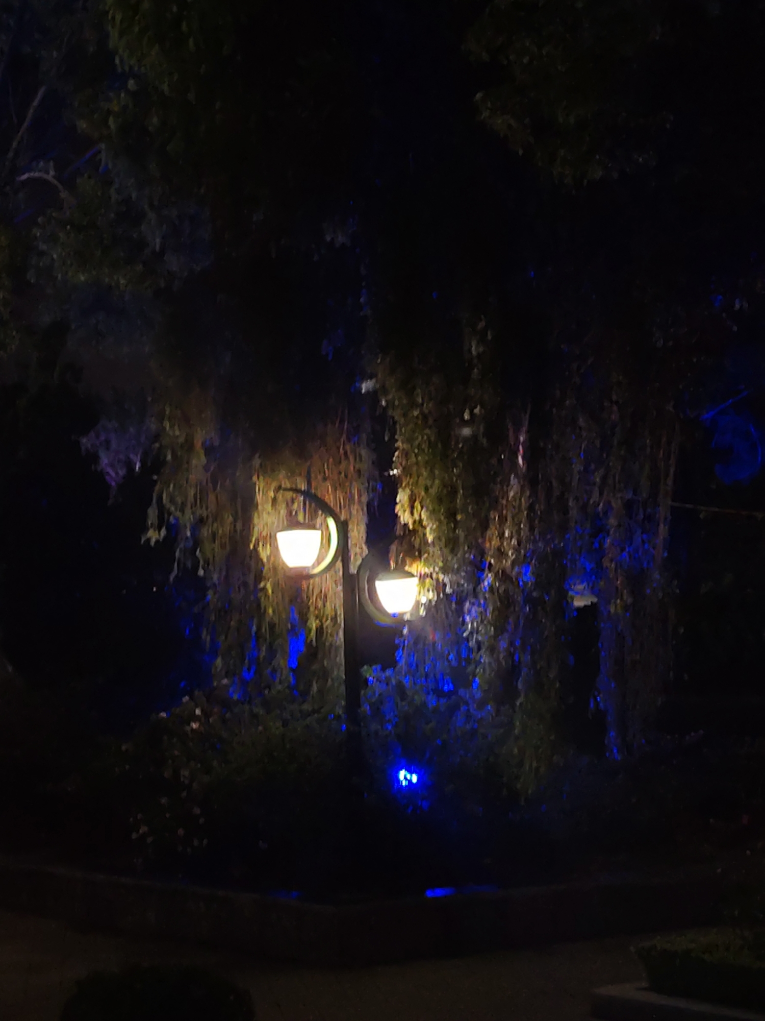 Evening life unfolds across Da Lat's illuminated streets and parks
