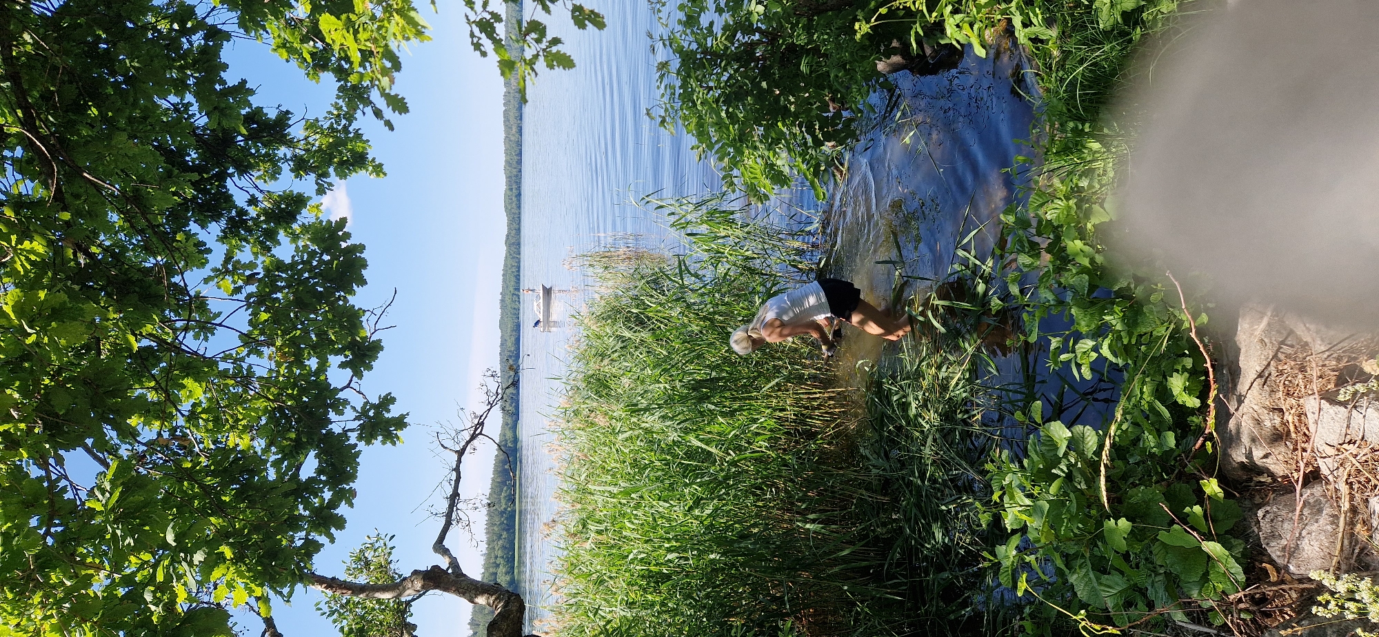 Clearing reeds along a lakeside shore in Sigtuna