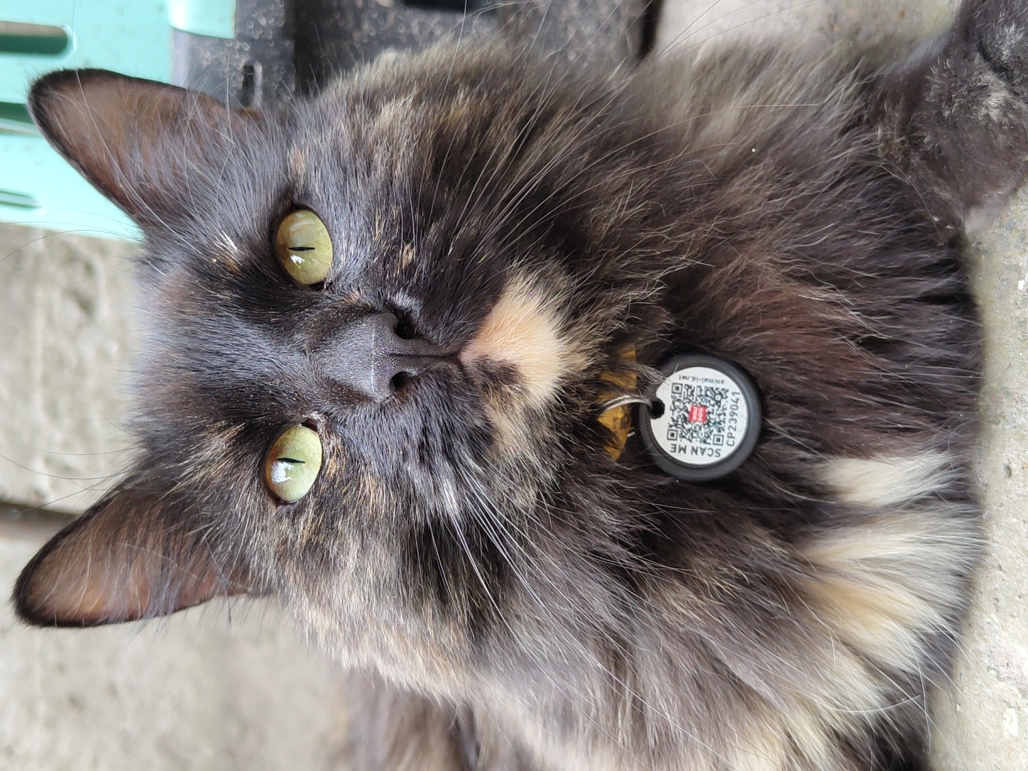 Close-up portraits of cats and dogs, one tagged with a QR code