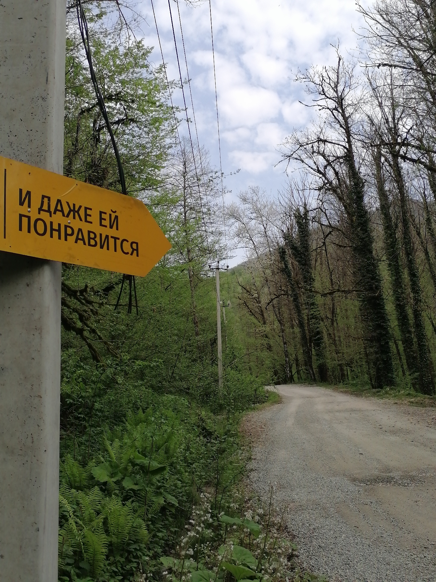 Forest road with directional signage observed in Medoveevka, Russia