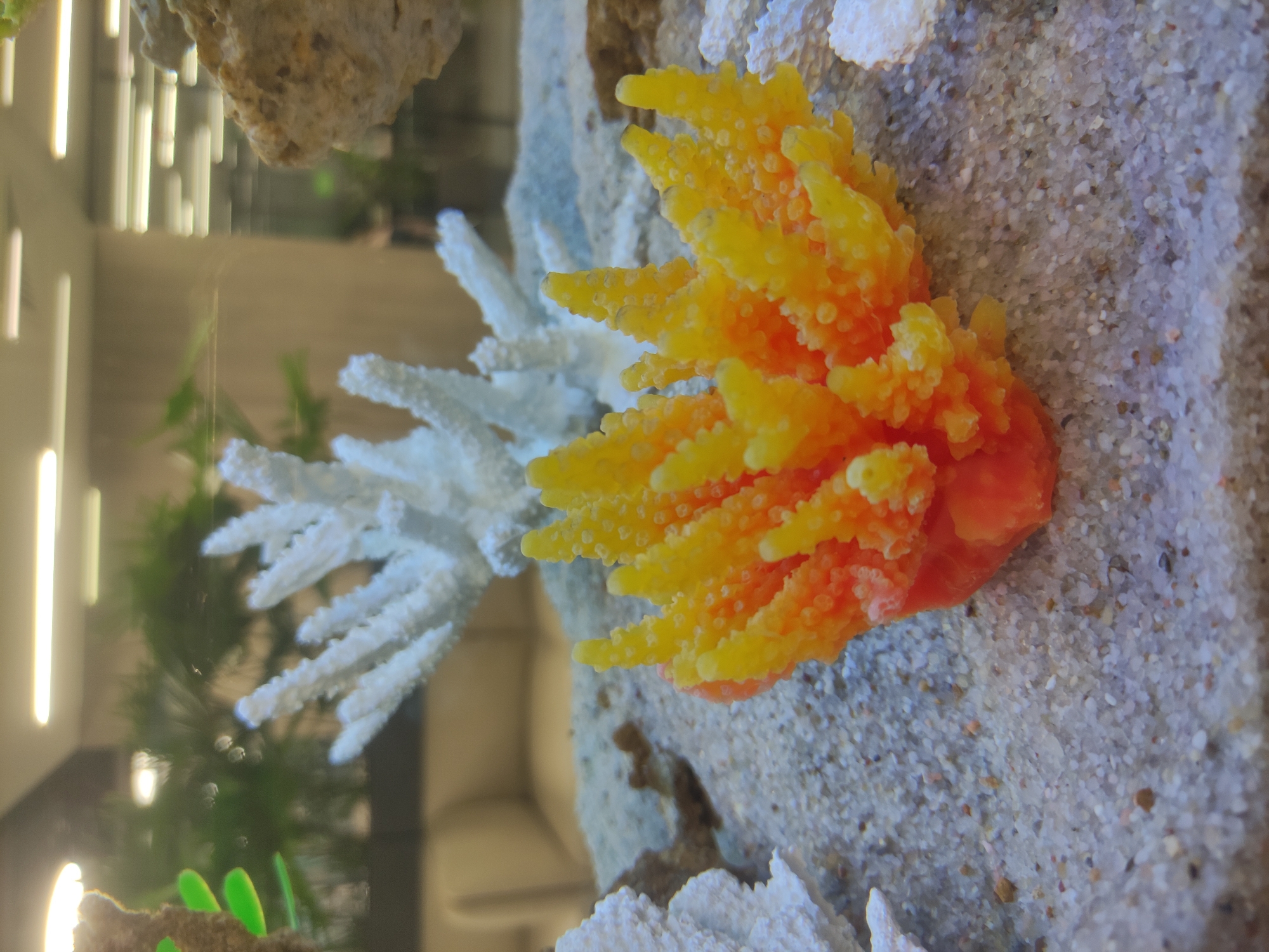 Office aquarium with tropical fish observed in Moscow