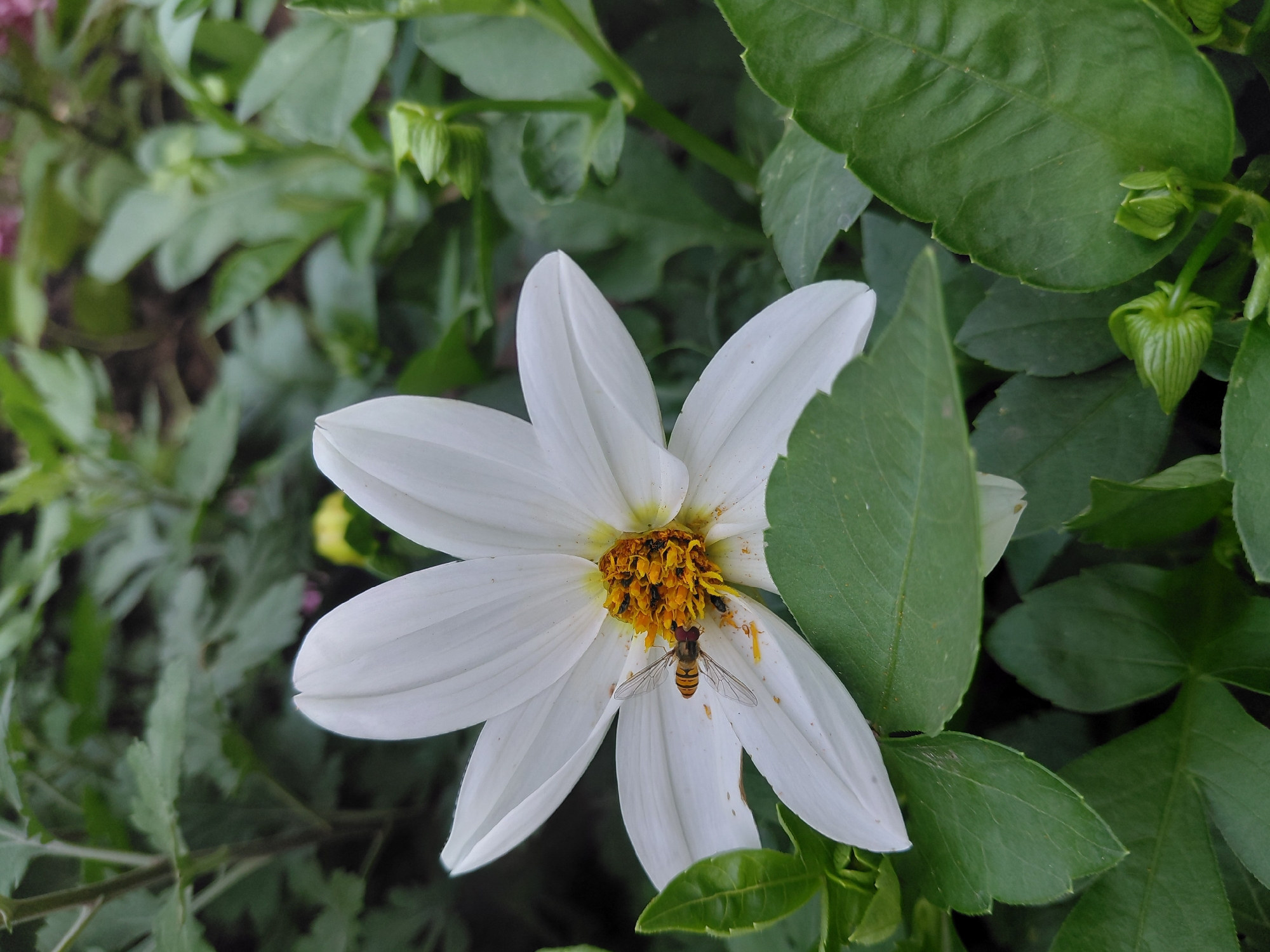 Summer garden macro shots with insects, flowers, and a curious toddler