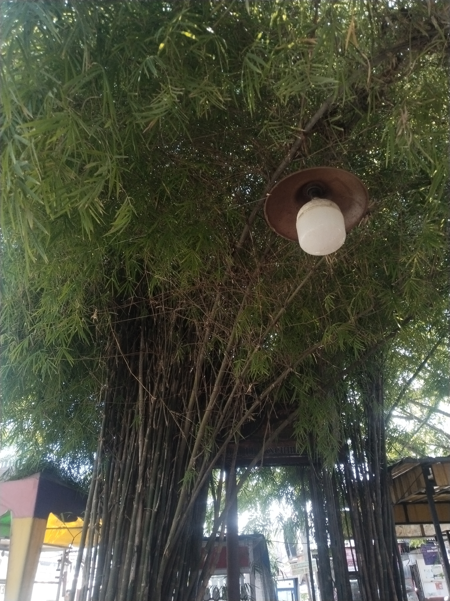 Morning documentation of tropical urban vegetation in Lhokseumawe