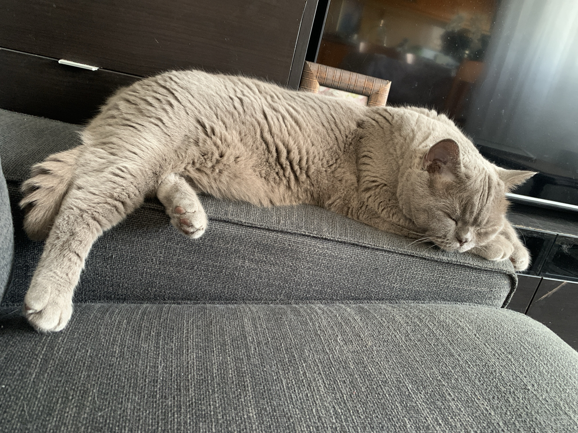 Quiet afternoon at home in Odivelas, cats and curios