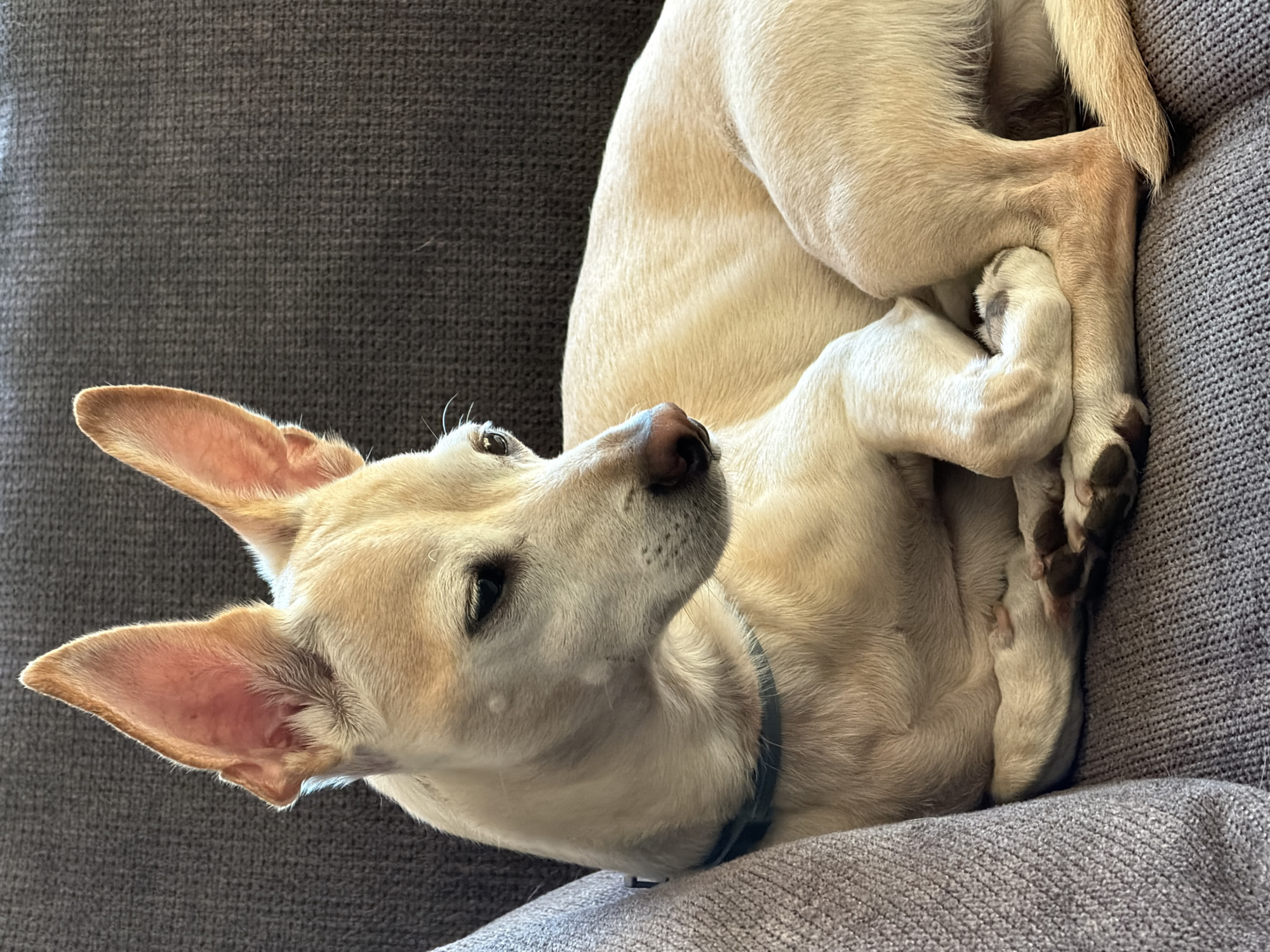 Chihuahua relaxing on a gray sofa in Plovdiv