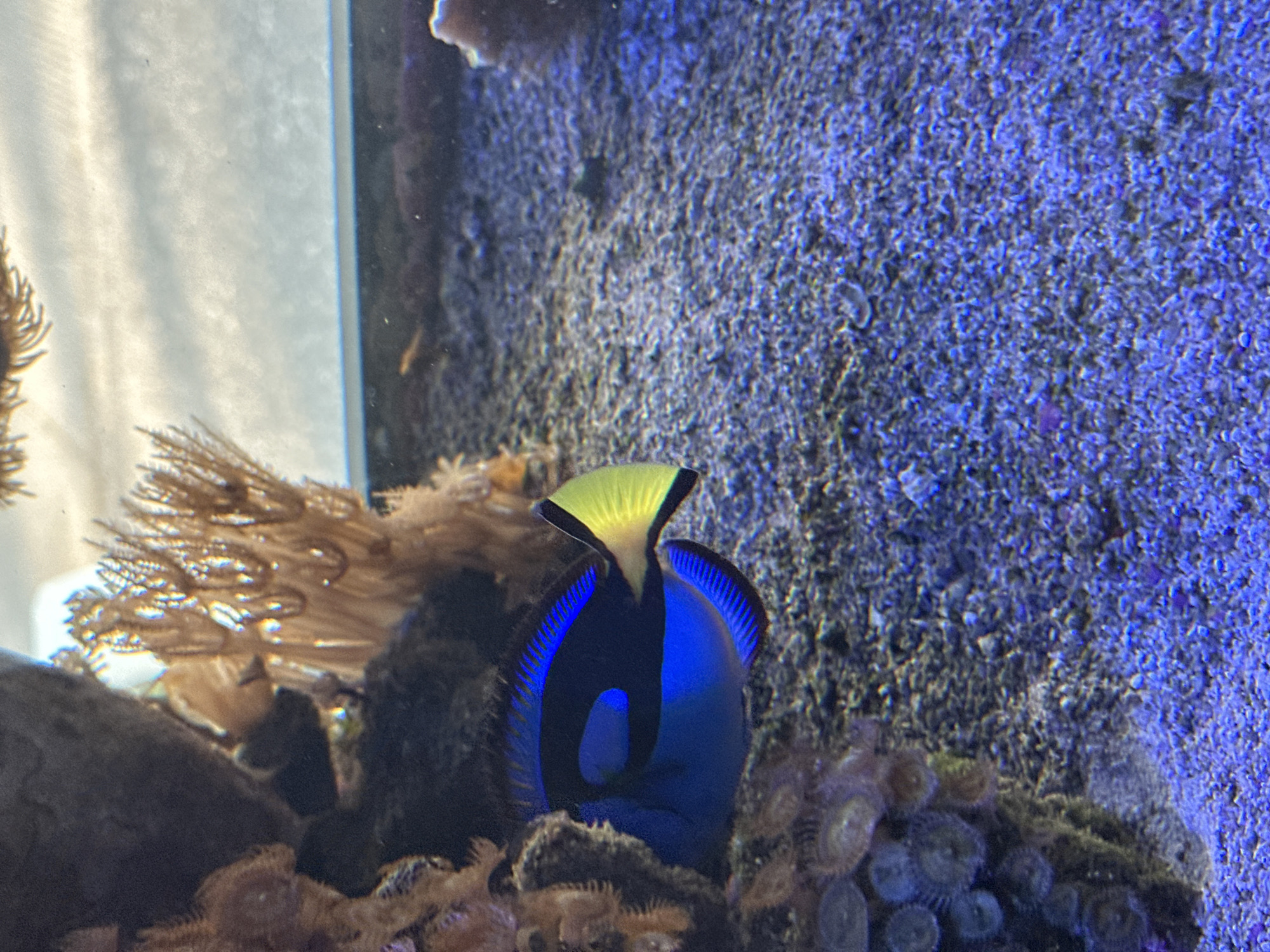 Saltwater aquarium with blue tang fish observed in Puebla