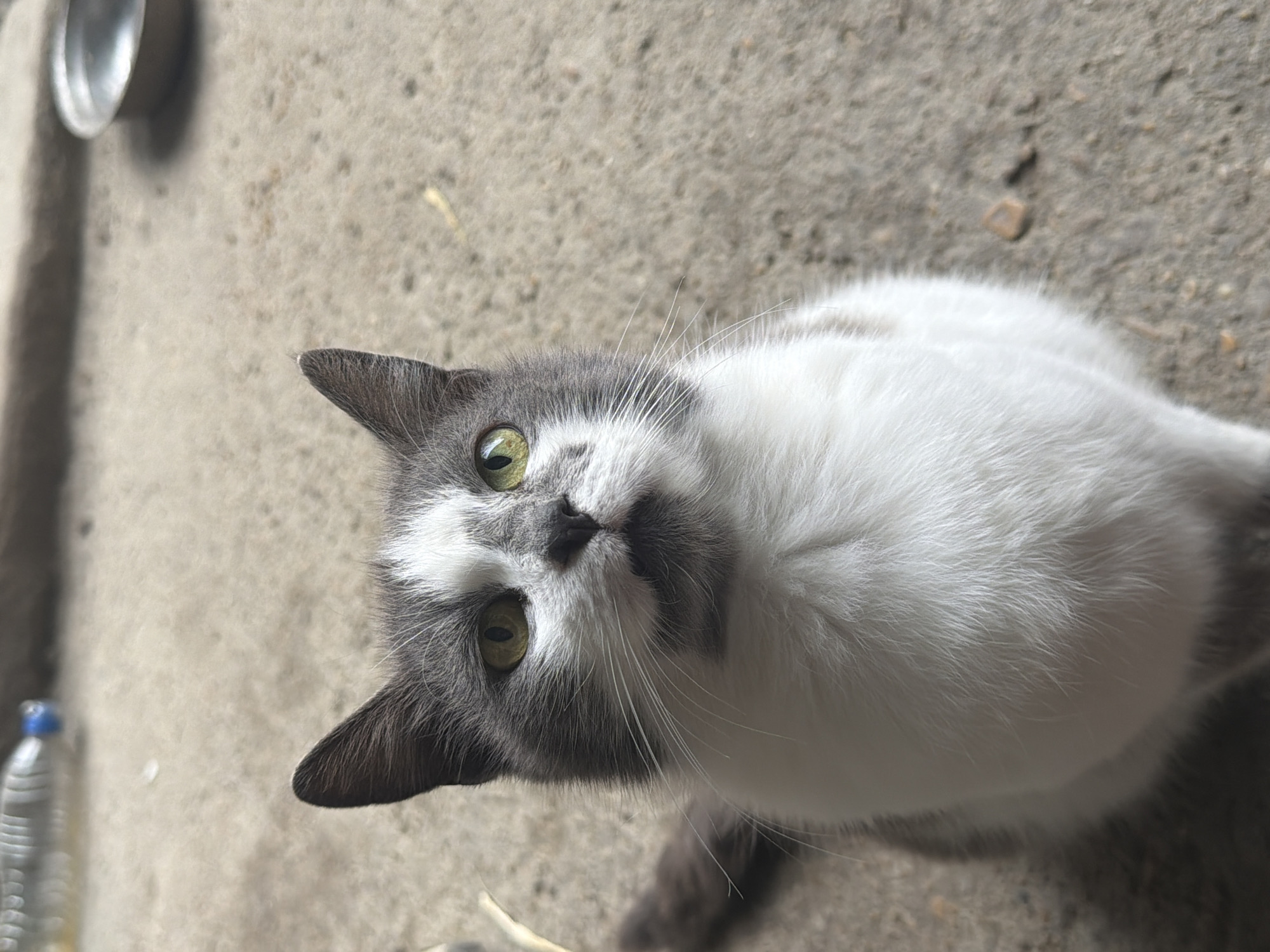 Cat photographed with feeding bowl in Bulgarian village