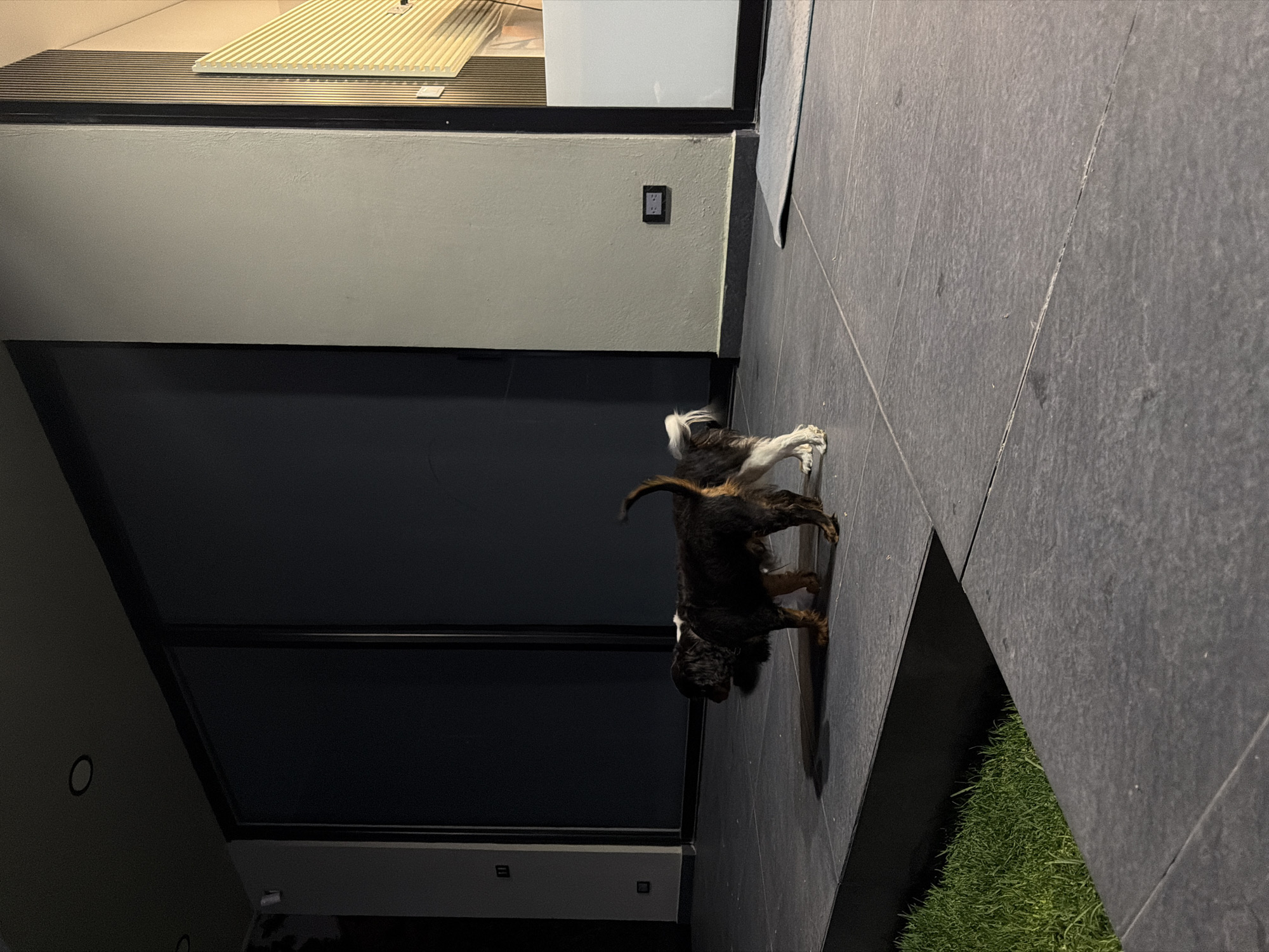 Dogs playing captured by witnesses in Puebla, Mexico