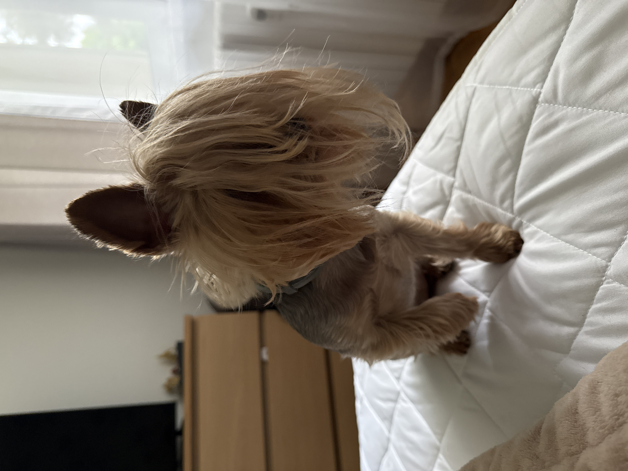 Pets captured in quiet morning moments in Biržai homes