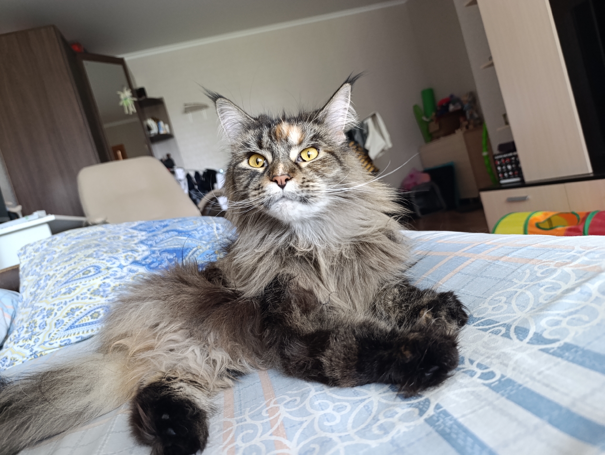 Maine Coon cat grooming session captured in morning domestic scenes