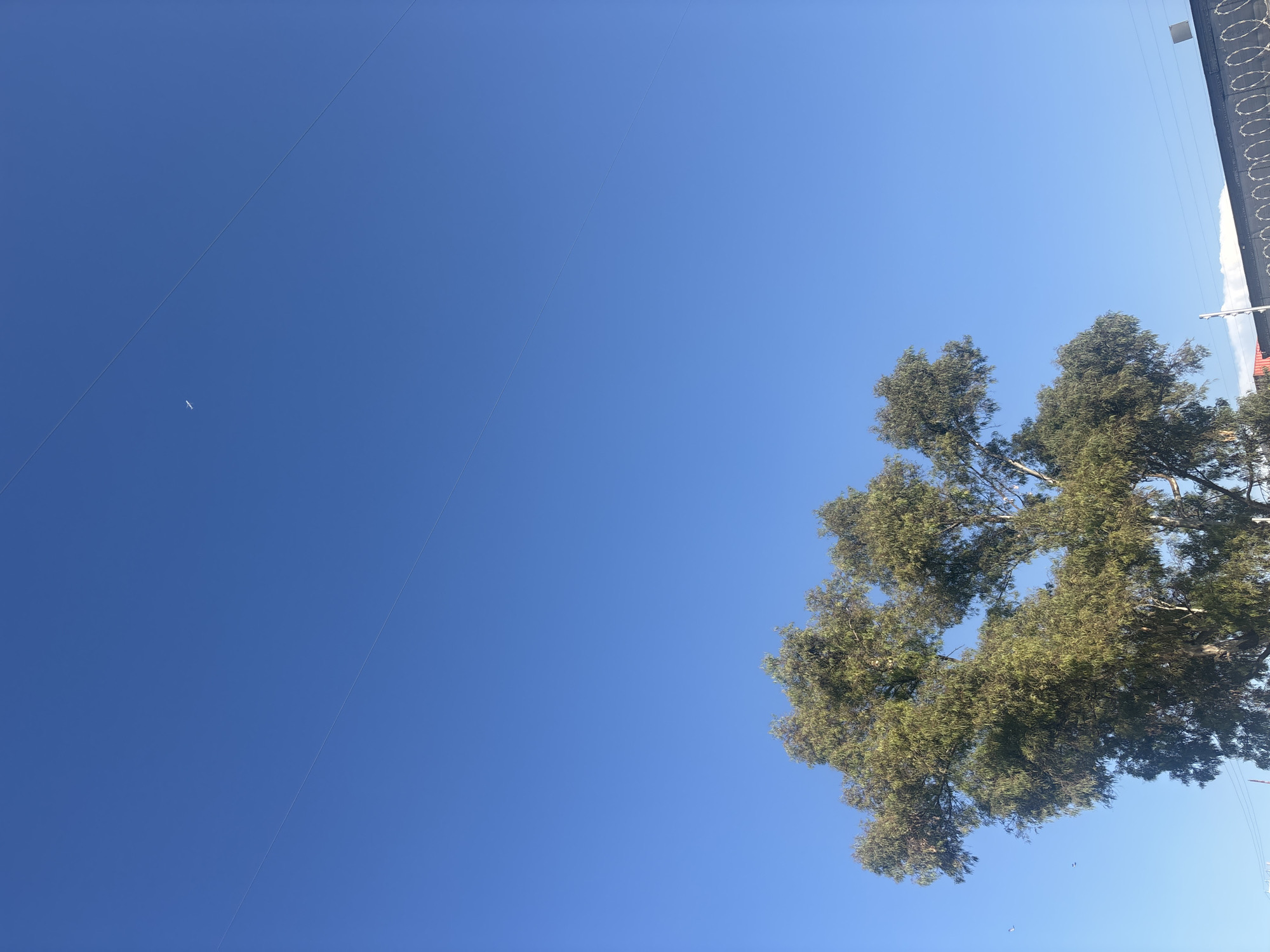 Evening moments captured in Buenavista: bird flight and shadow