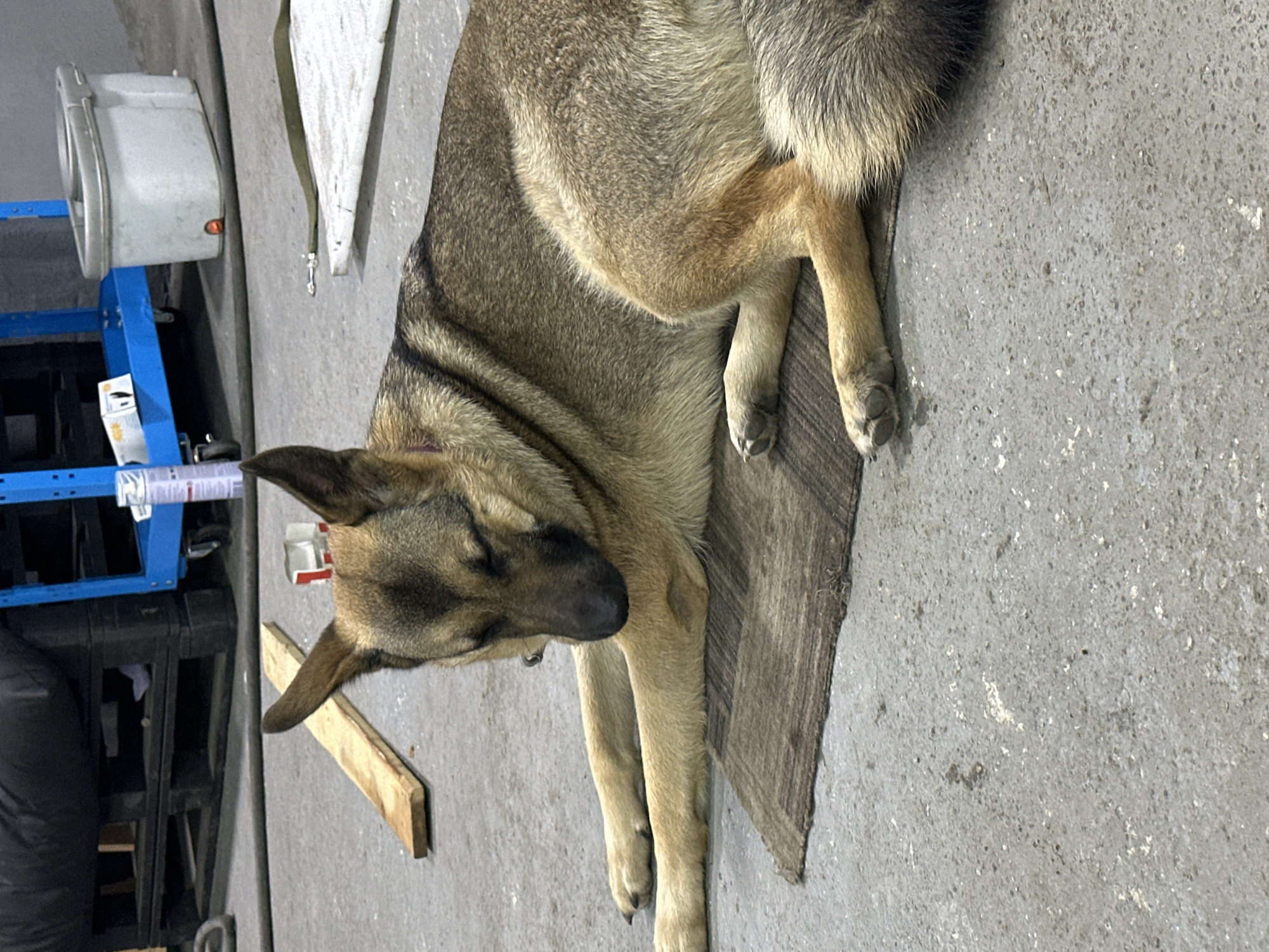 DIY pipe work in a Blagoveshchensk garage, dog sleeping nearby