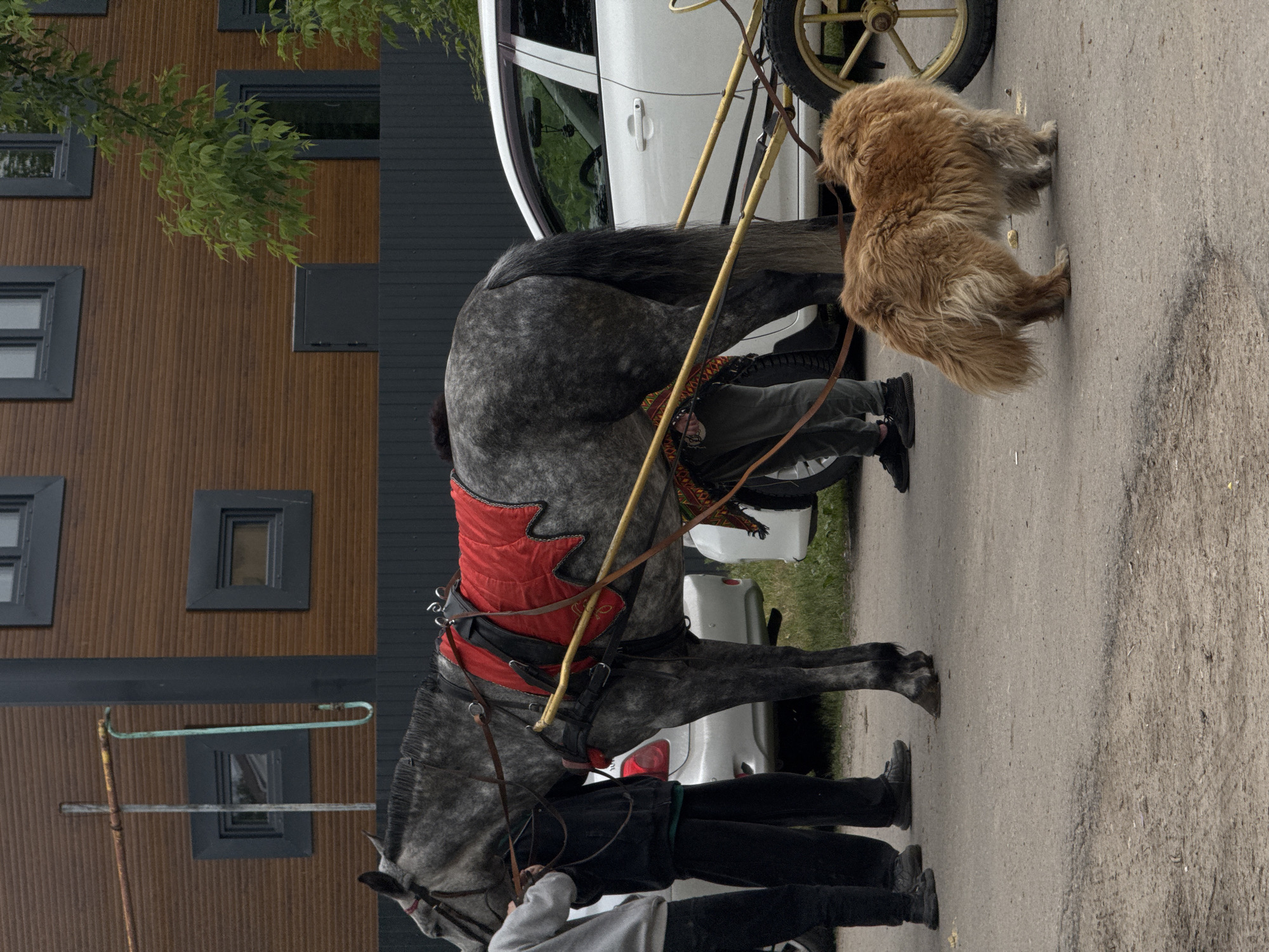 Morning equestrian activities captured at Nizhny Novgorod riding facility