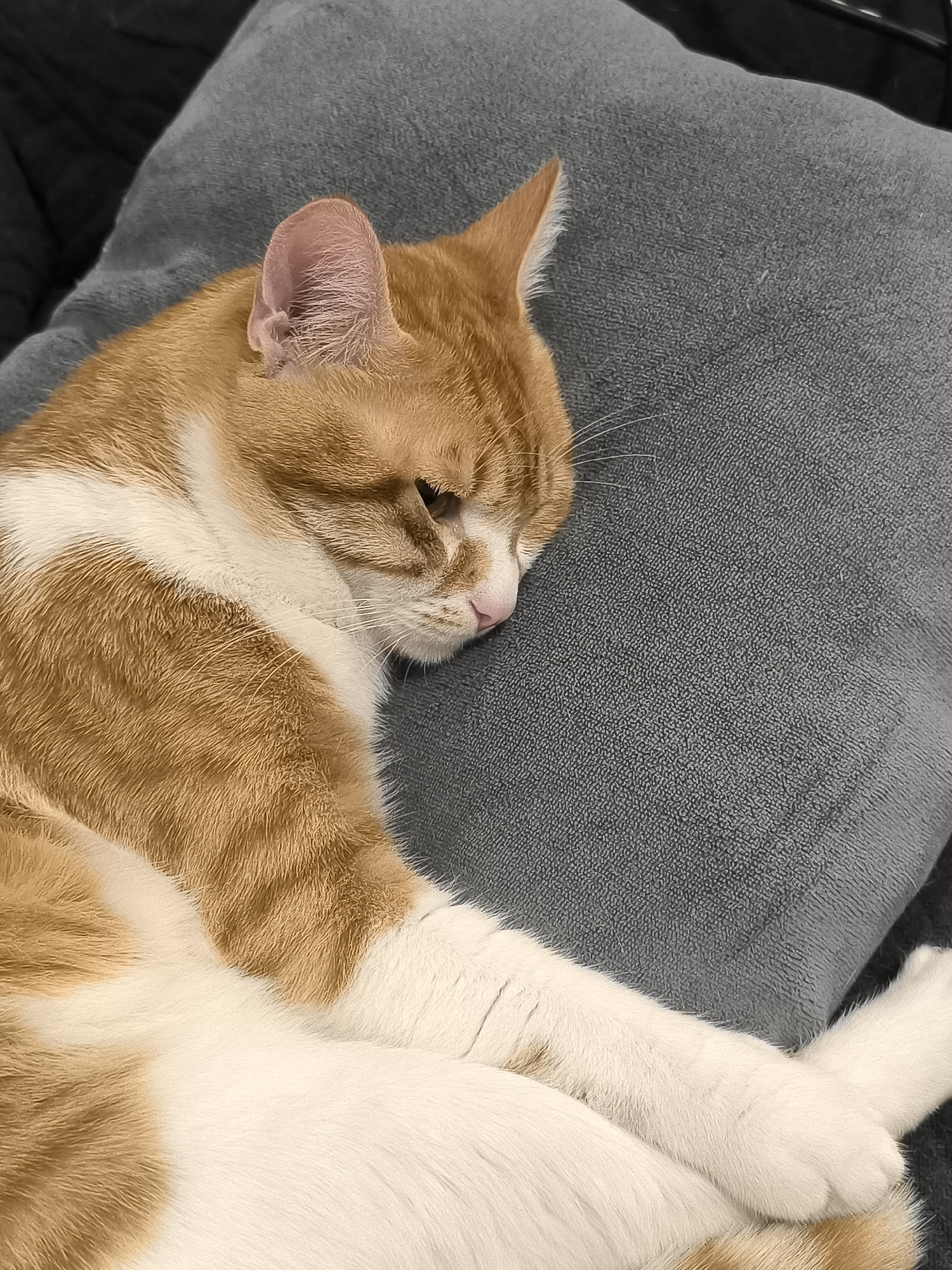 Orange tabby cat sleeps peacefully on gray cushion in Varna