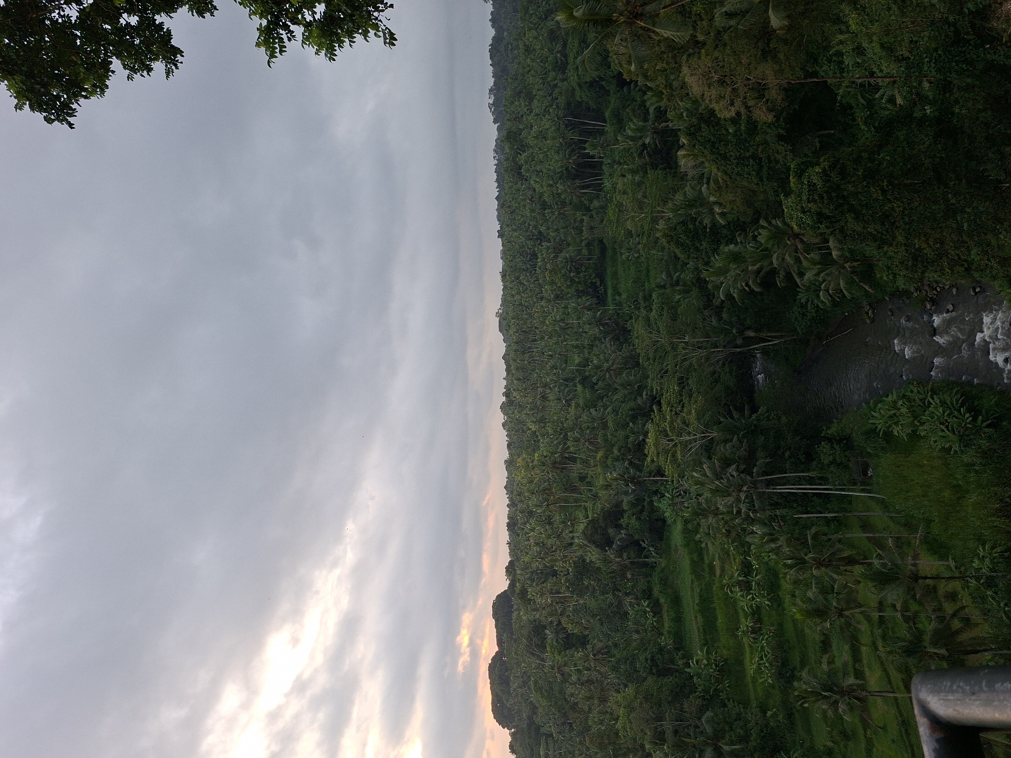 Morning stroll through Ubud's tropical landscapes documented by witness