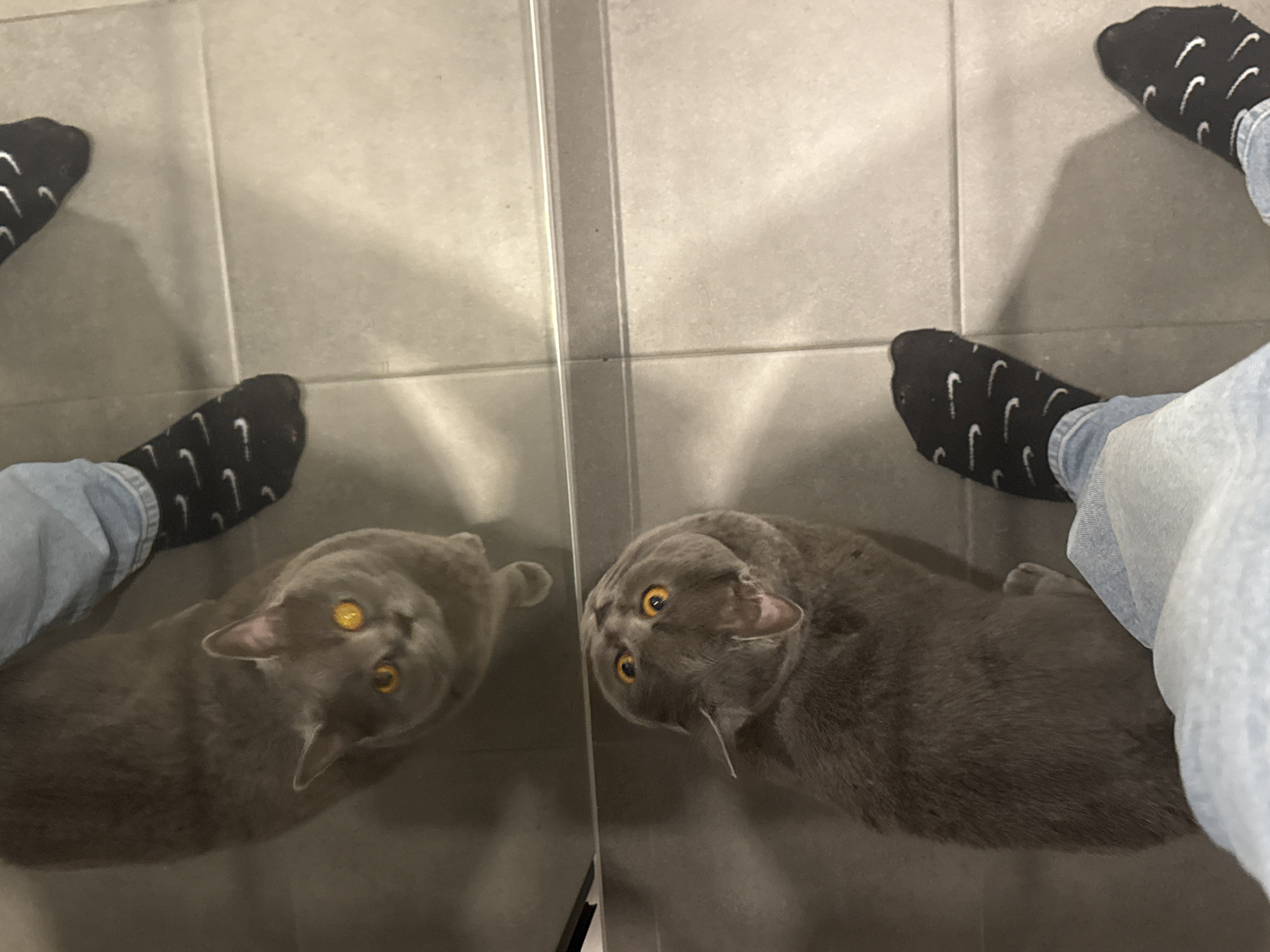 Person documents cat moments in Stara Zagora apartment