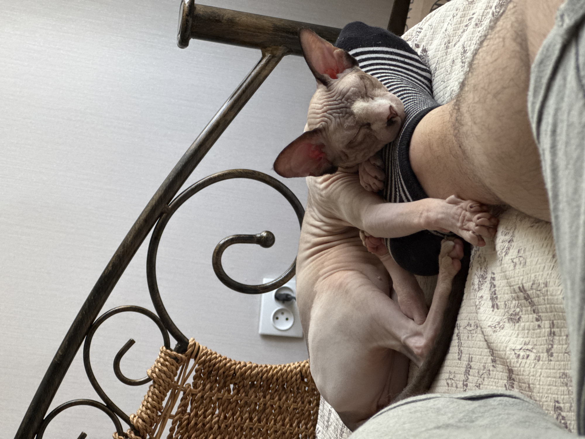 Sphynx cat naps beside a striped-sock leg on a bed