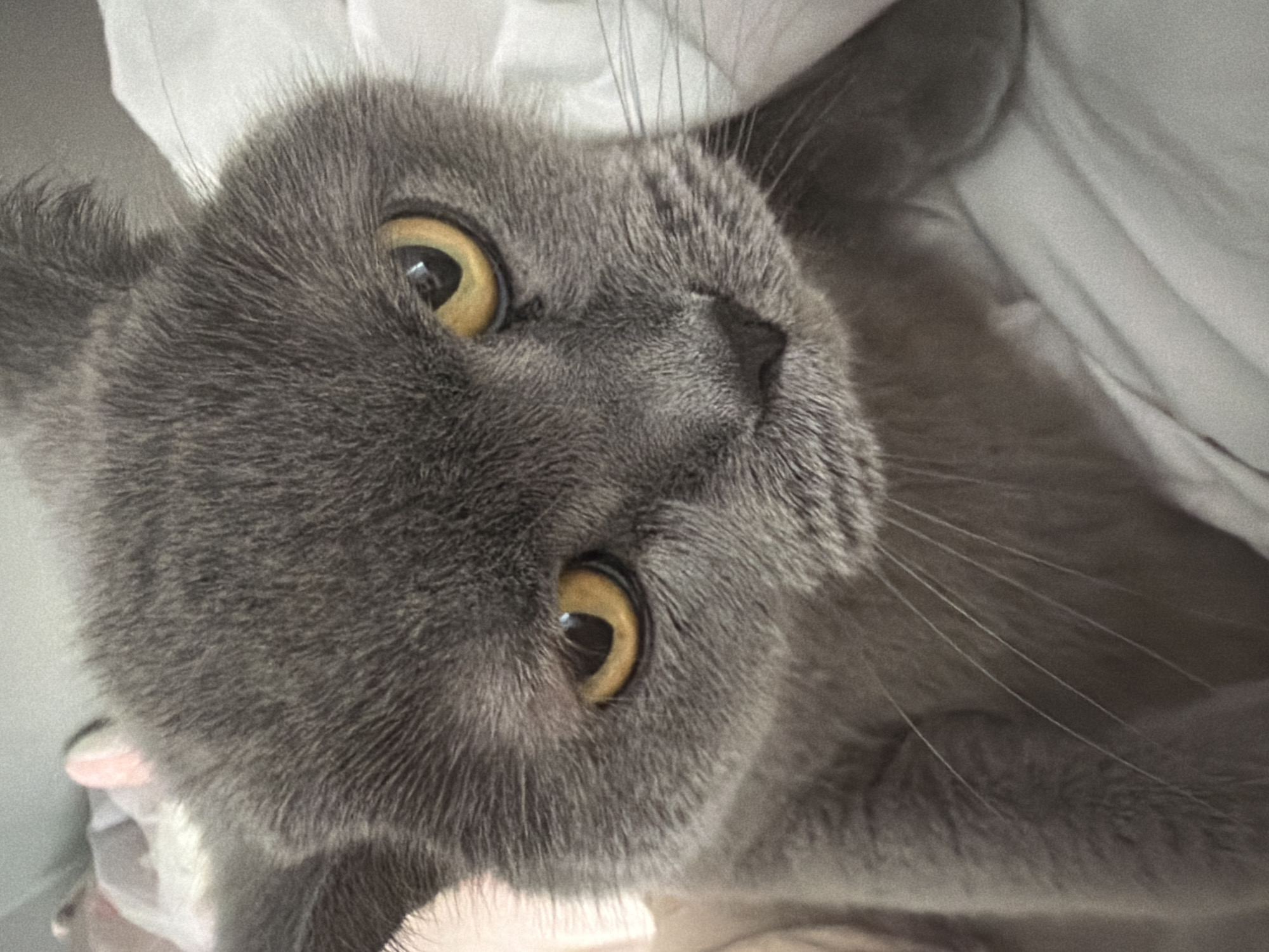 Domestic moments captured in Blagoevgrad featuring grey cat, home scenes
