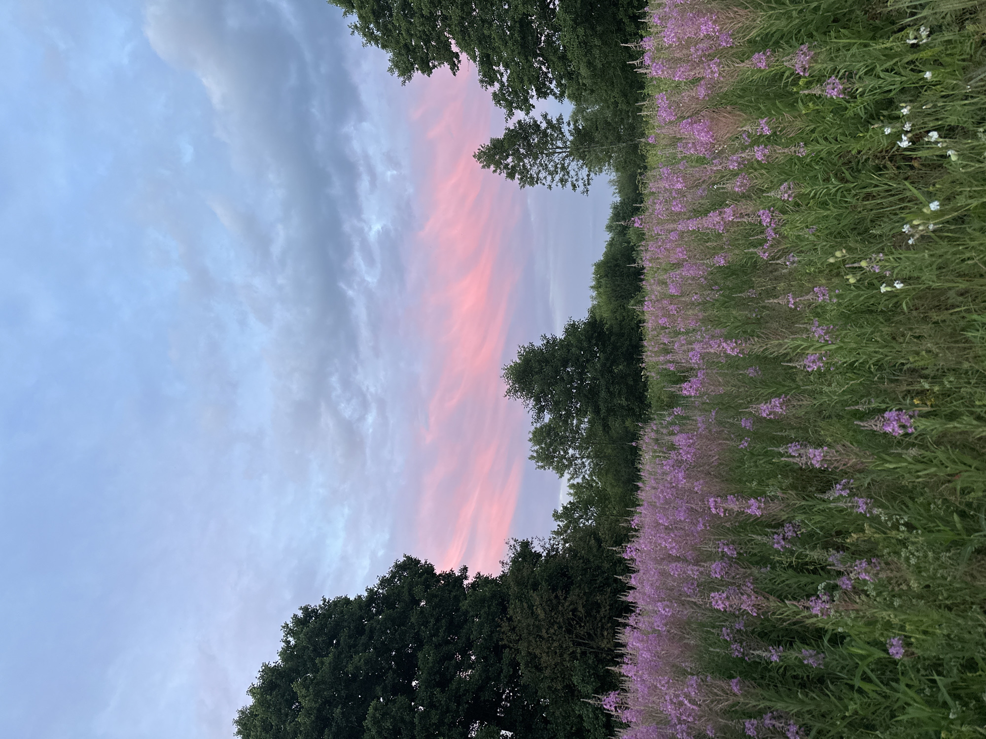 Fireweed fields and home baking on a Belarus summer evening