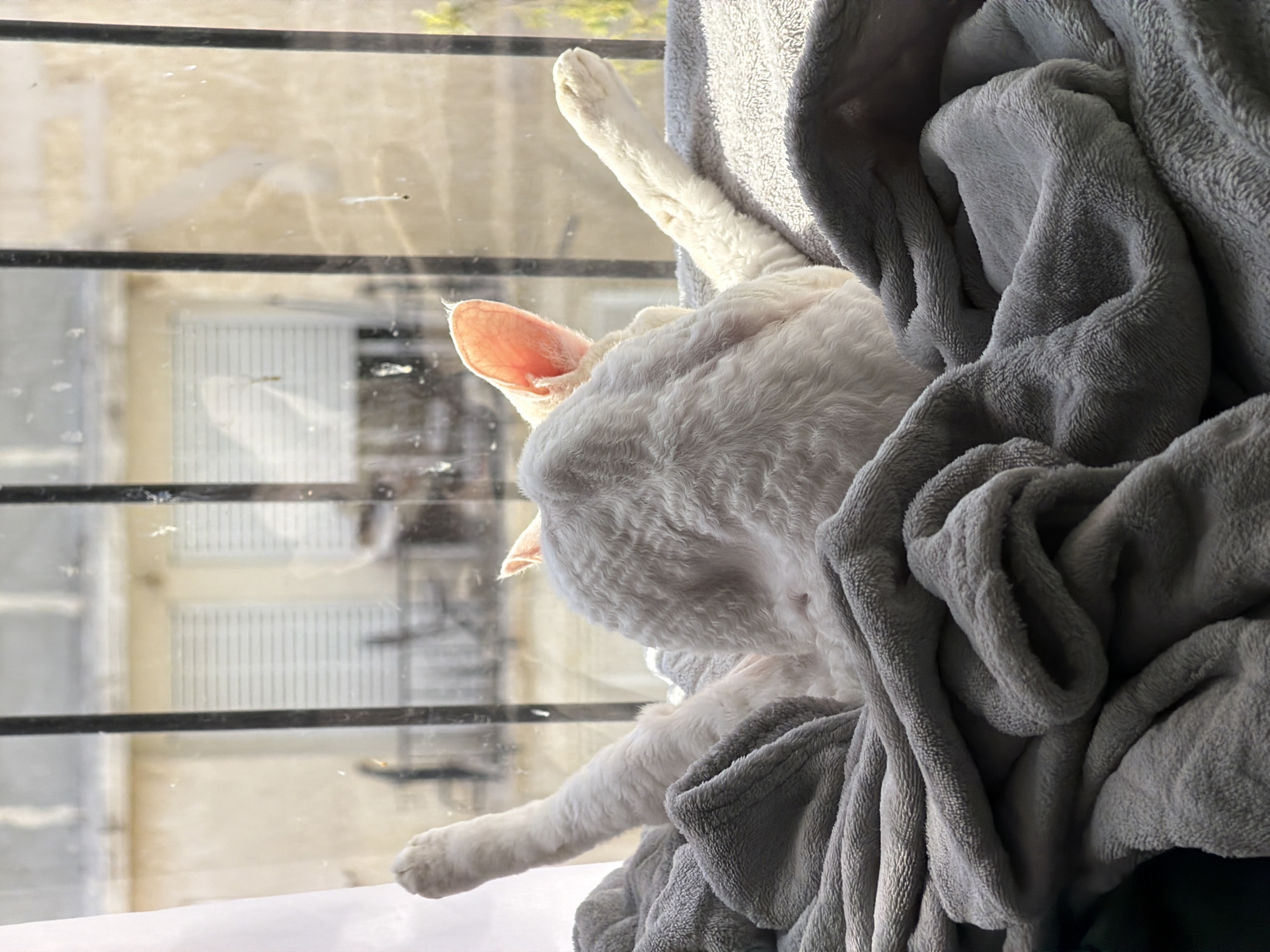 Quiet animal moments captured across Ramat Gan neighborhoods