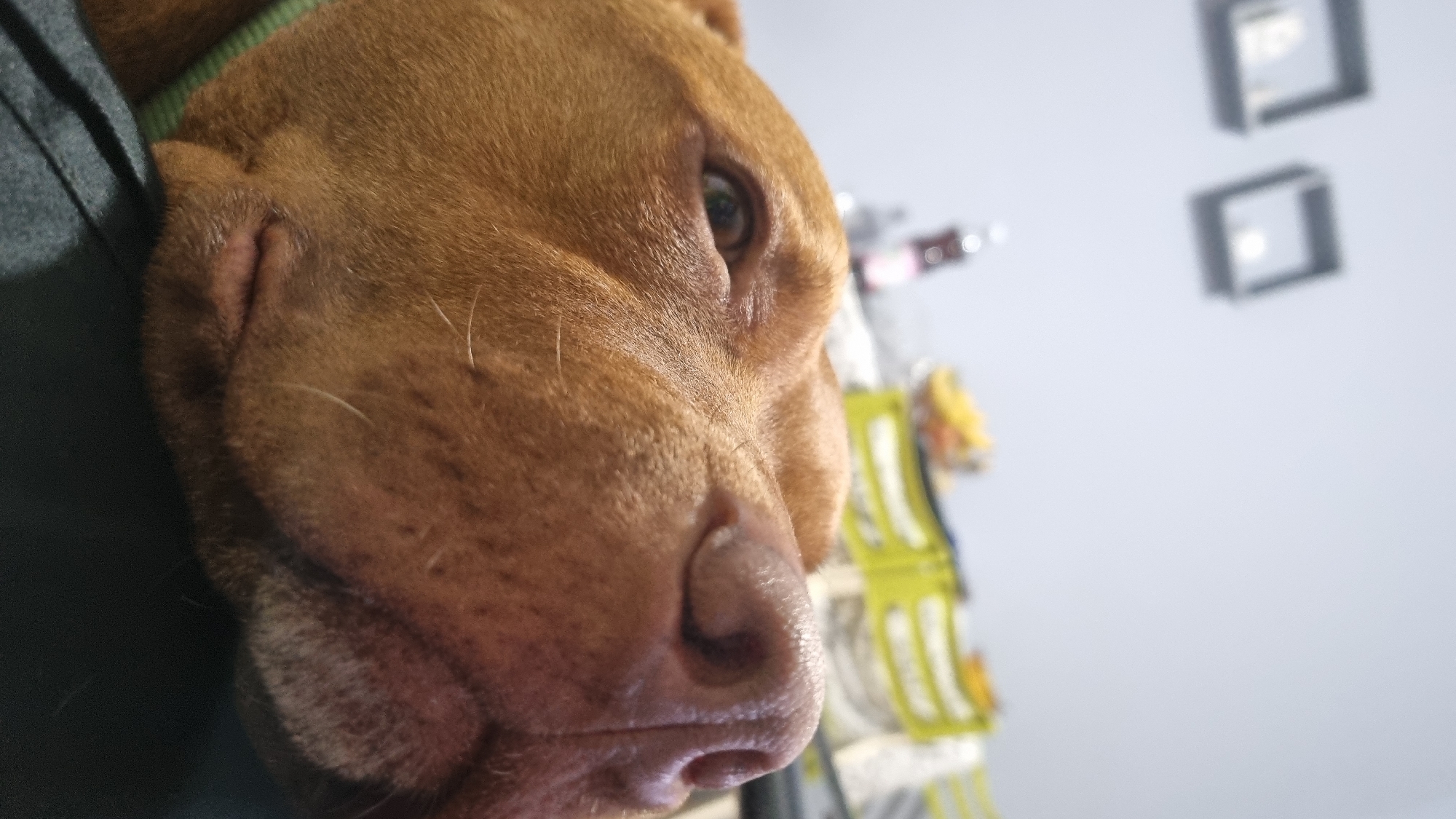 Brown dog with blue collar photographed resting on furniture
