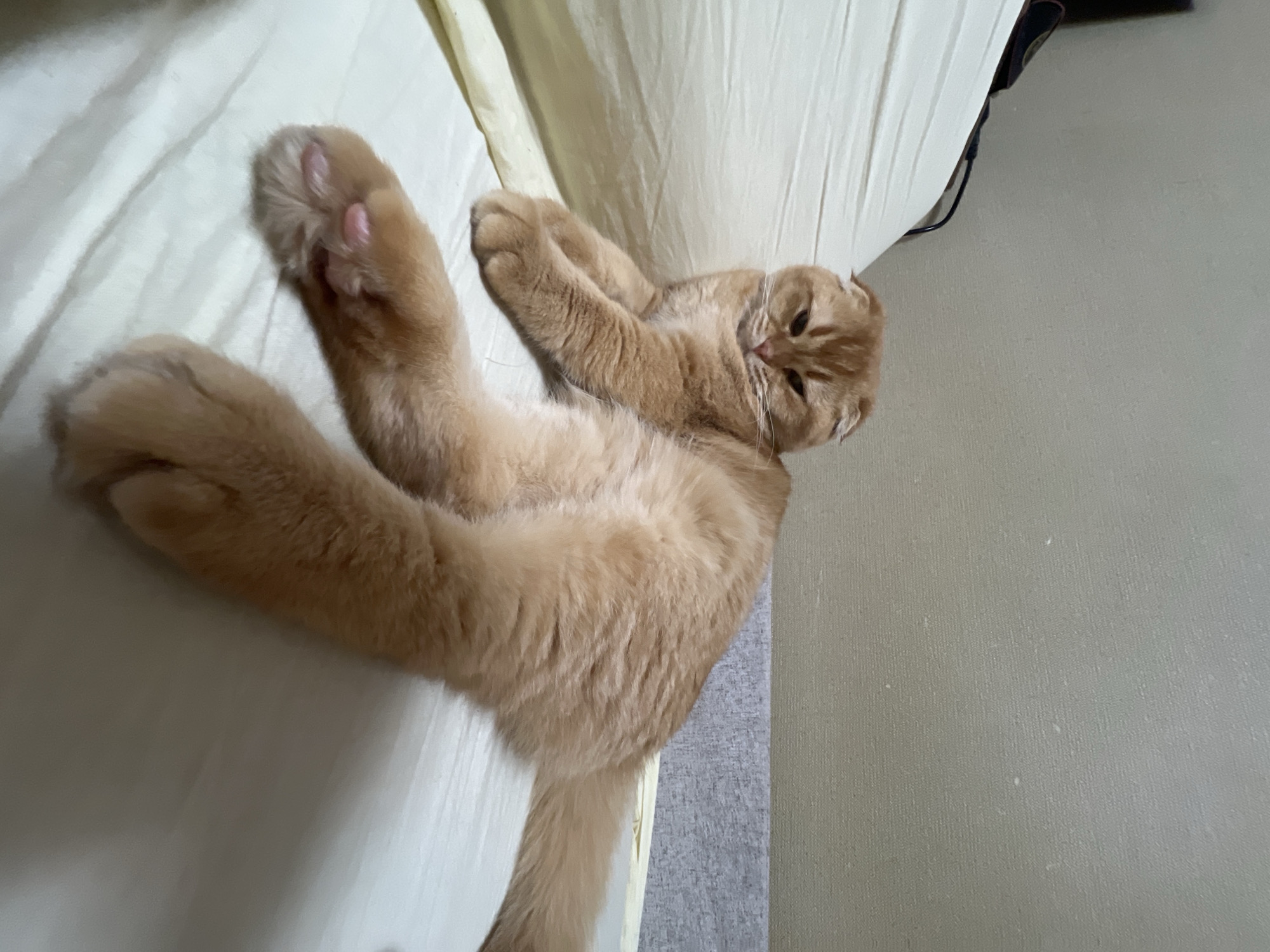 Ginger Scottish Fold cat photographed relaxing indoors in Voronezh