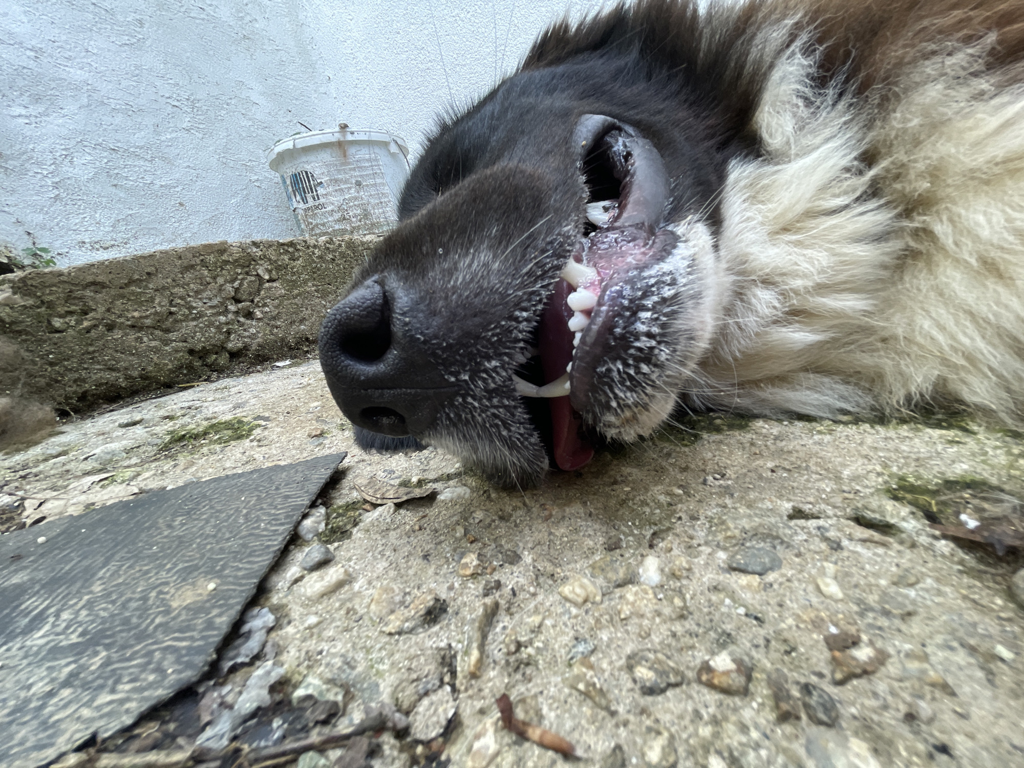 Dogs and kittens captured in casual moments in Zlatograd