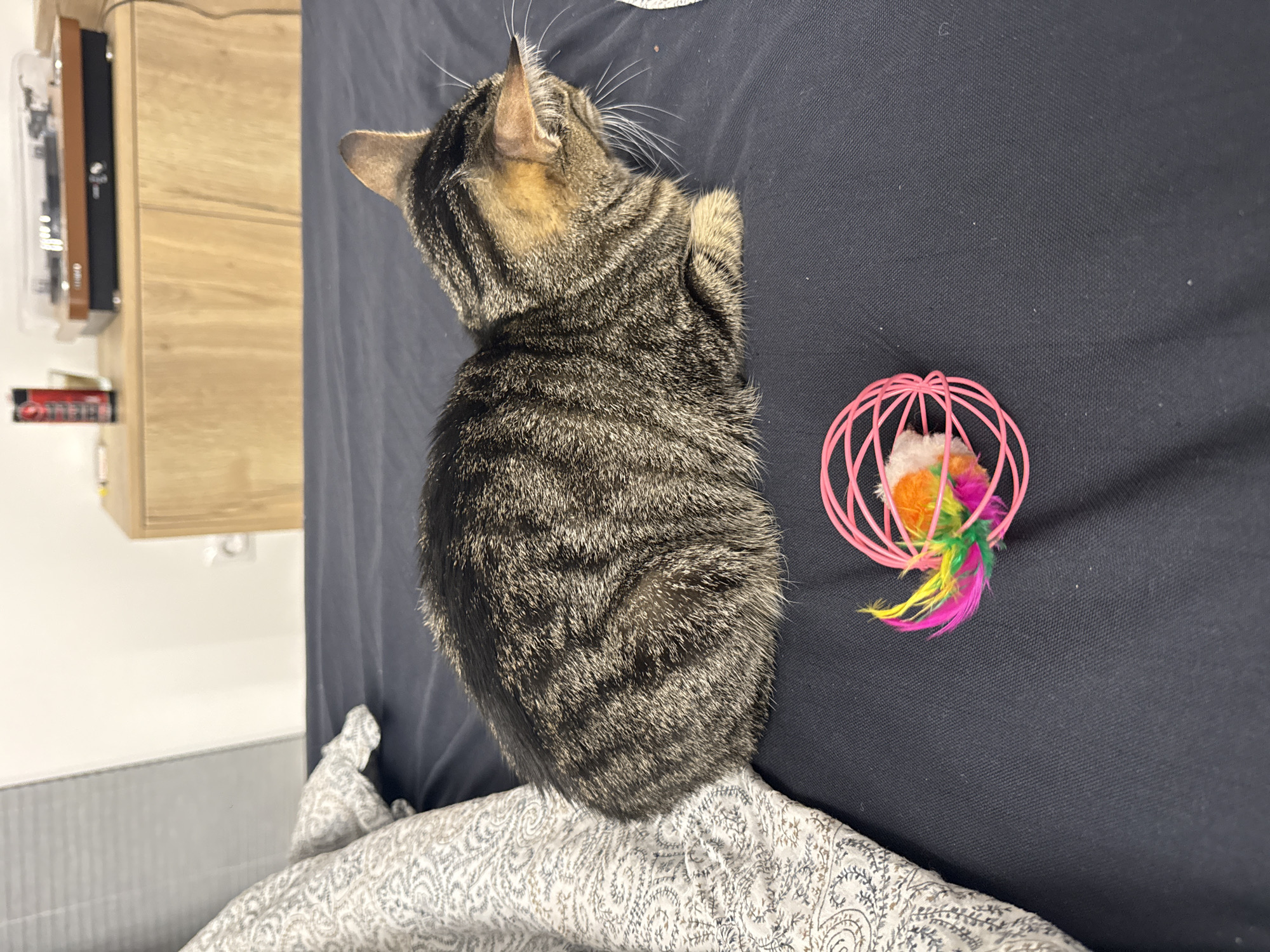 Tabby cat plays with feathered toy in Plovdiv home