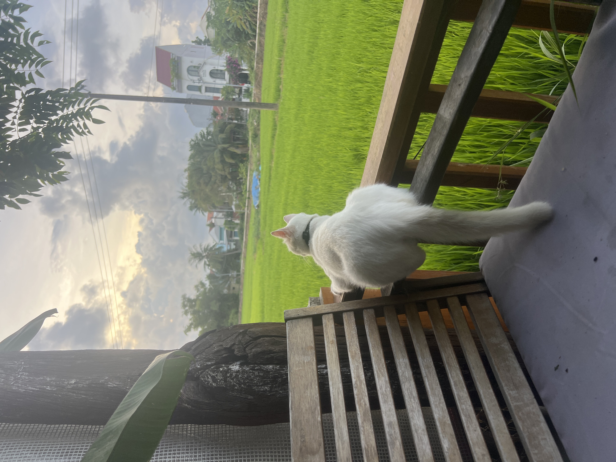White cat overlooks green rice paddies from a Hoi An porch