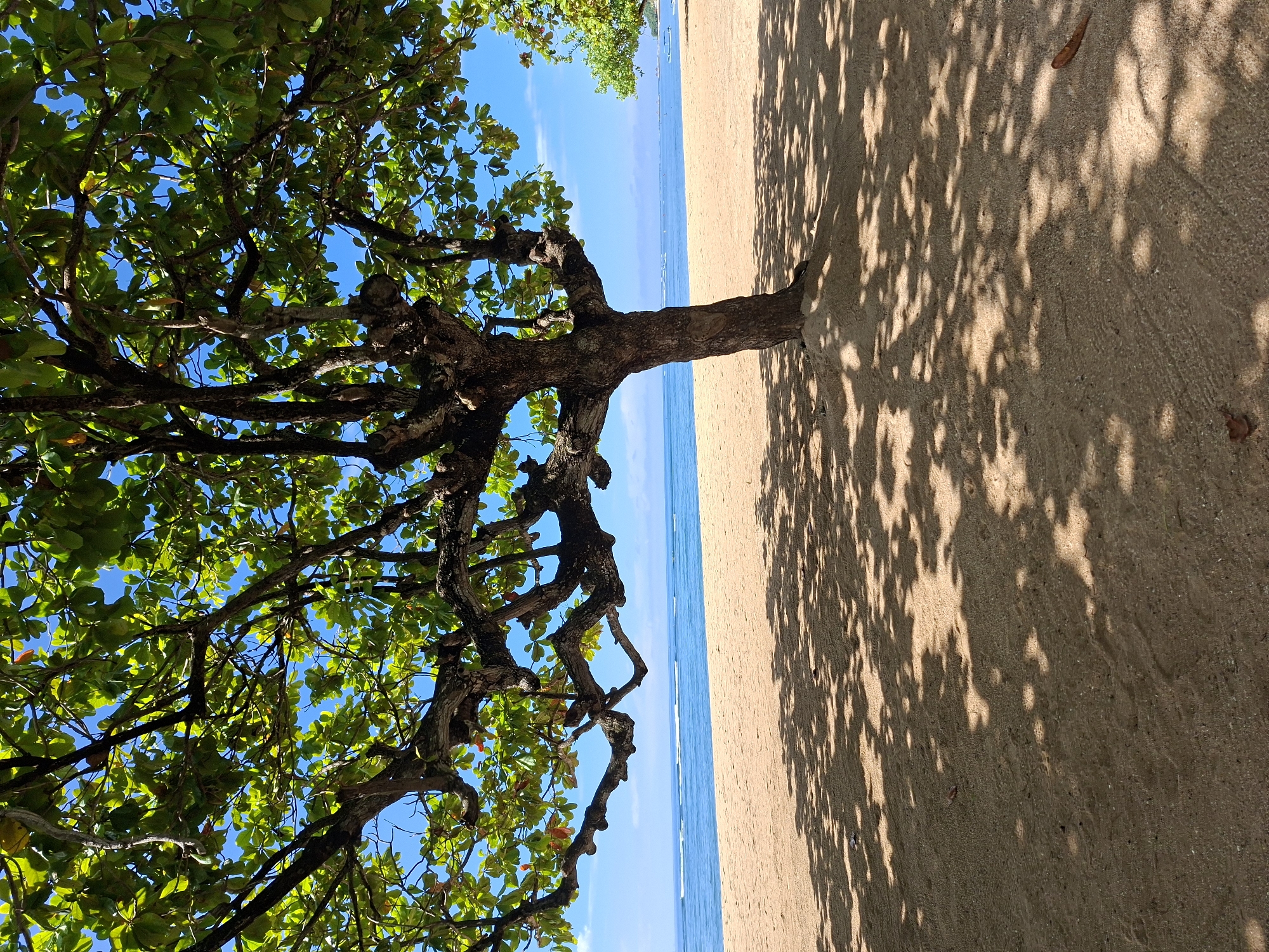 Tourist captures tropical beach scenes in early morning Denpasar