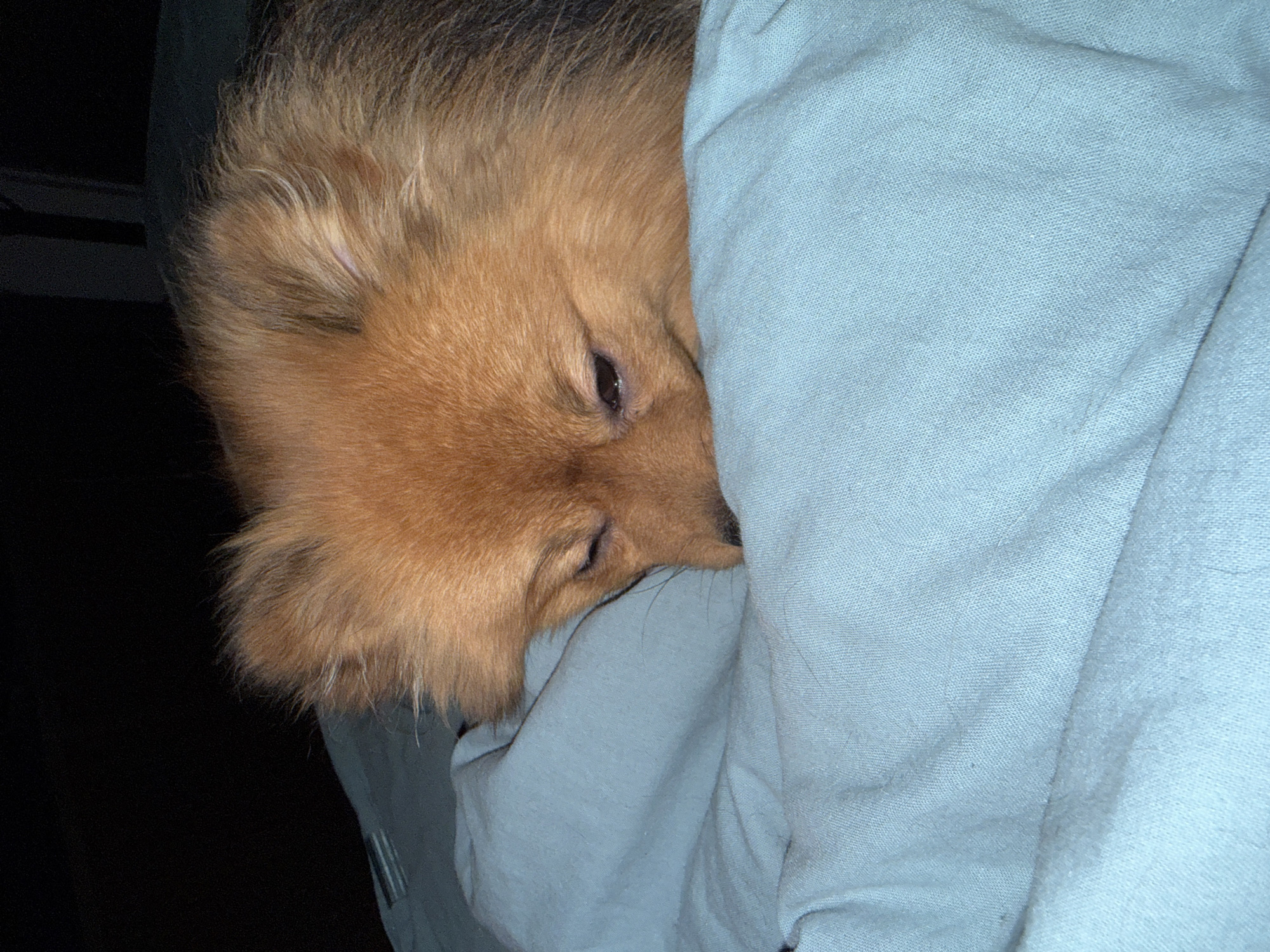 Quiet domestic moments with pets captured in Khimki