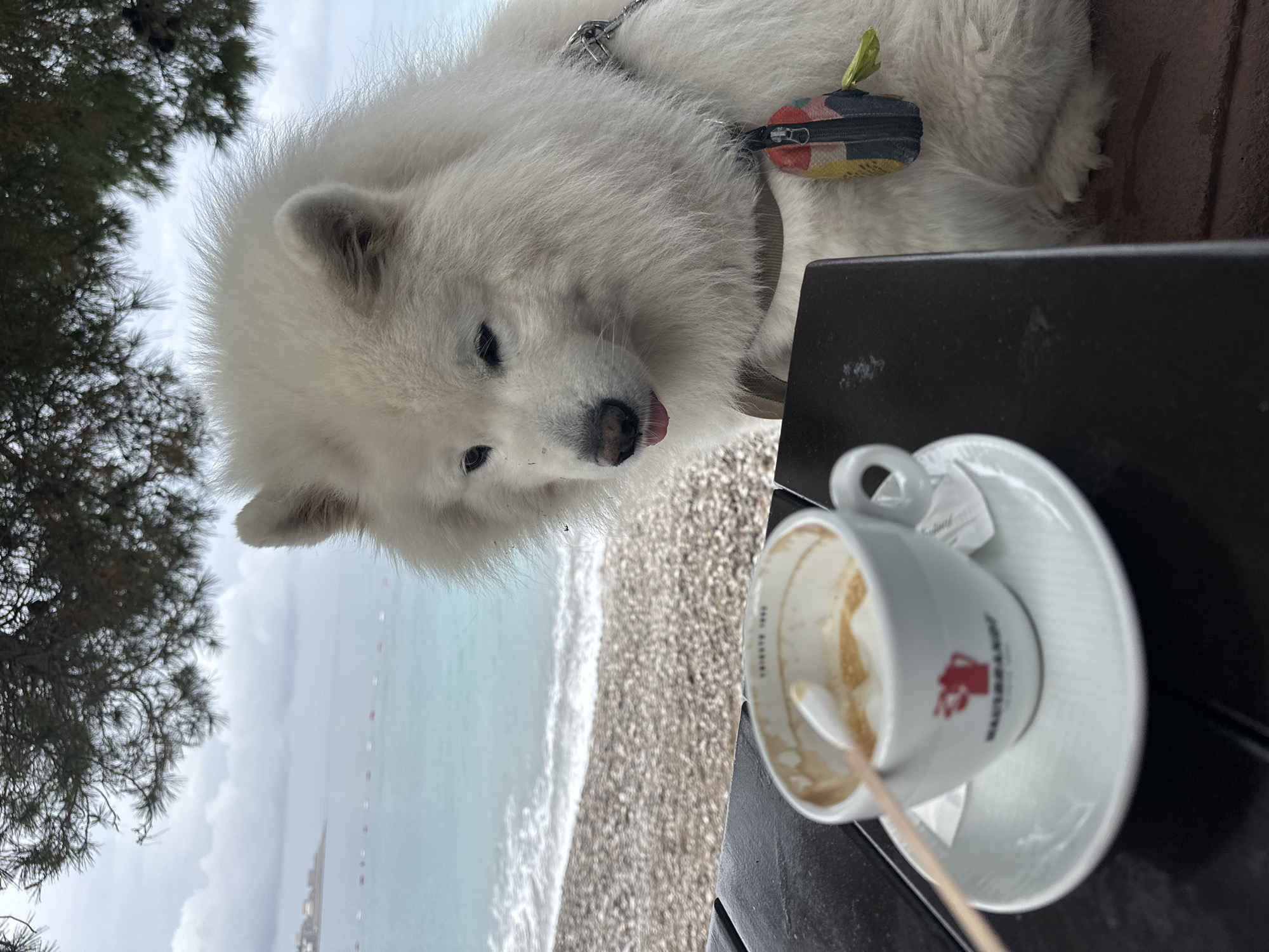 Harnessed Samoyed approaches coffee cup at Montenegro beach cafe