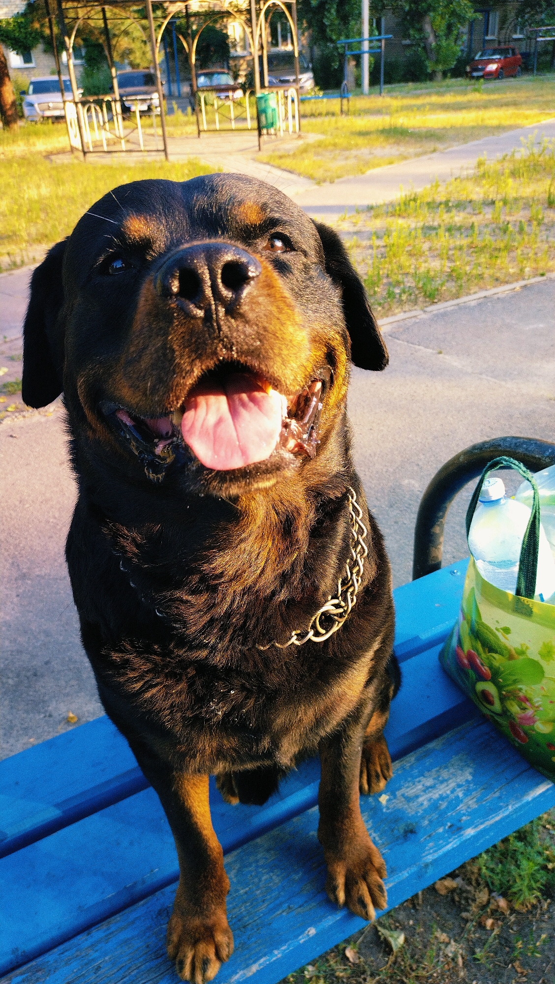 A Rottweiler, local flora, and street scenes from Horishni Plavni