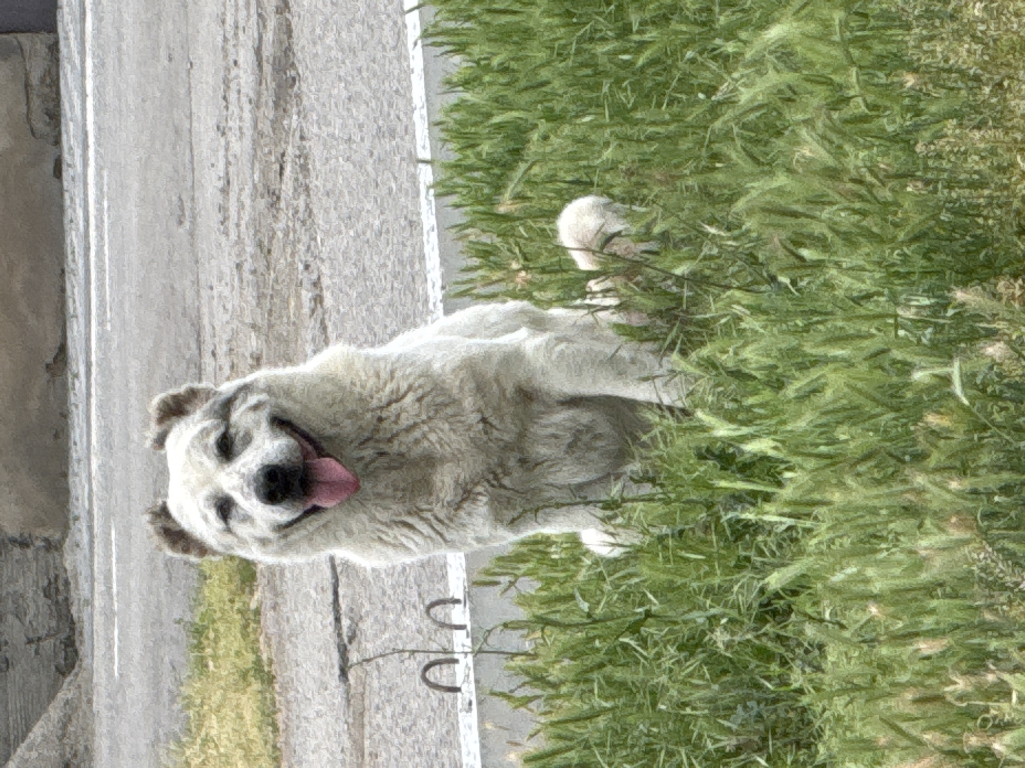 Dogs relaxing in grass and on pavement, early morning