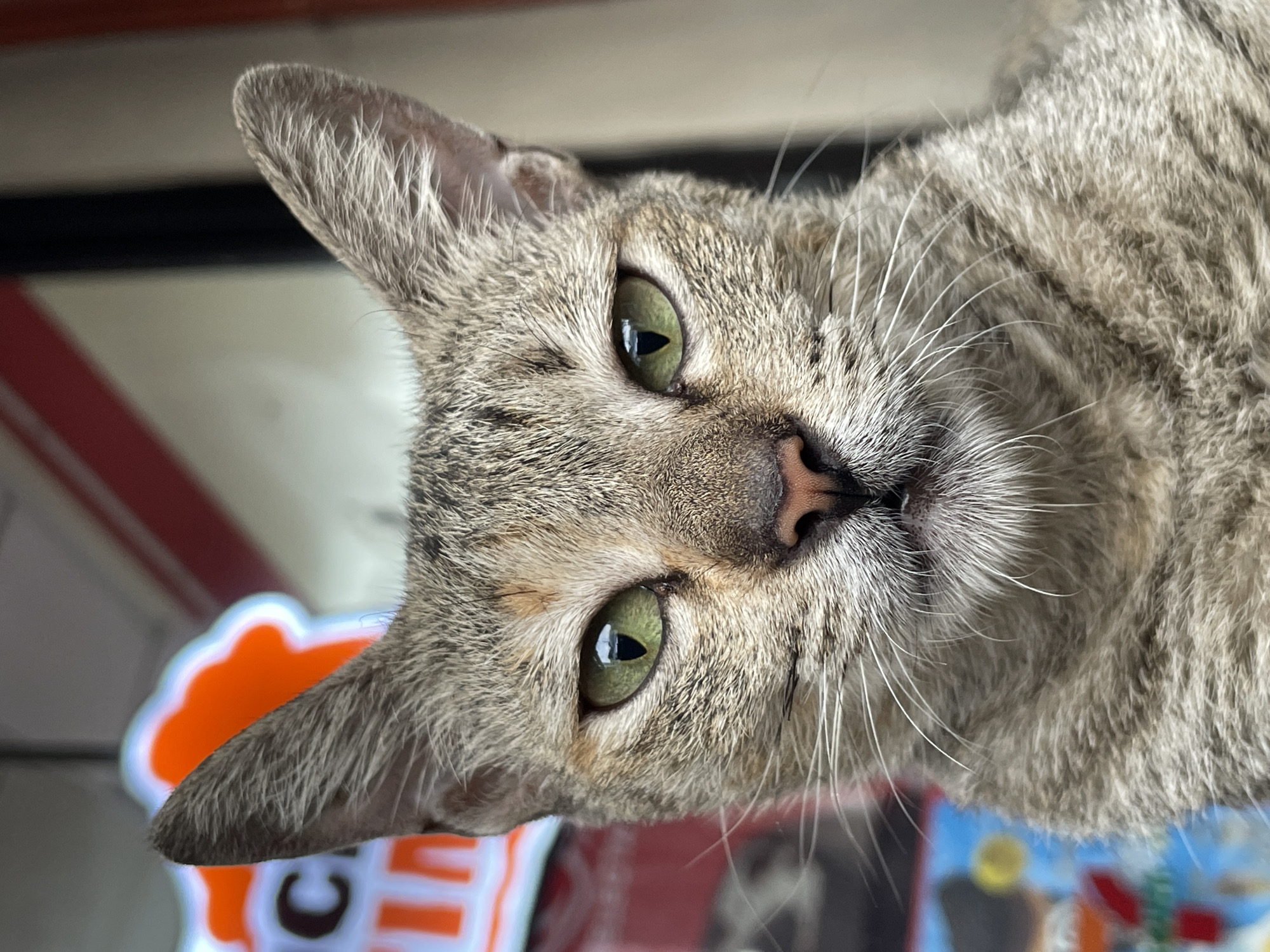 Up-close portrait series of a green-eyed tabby in Davao