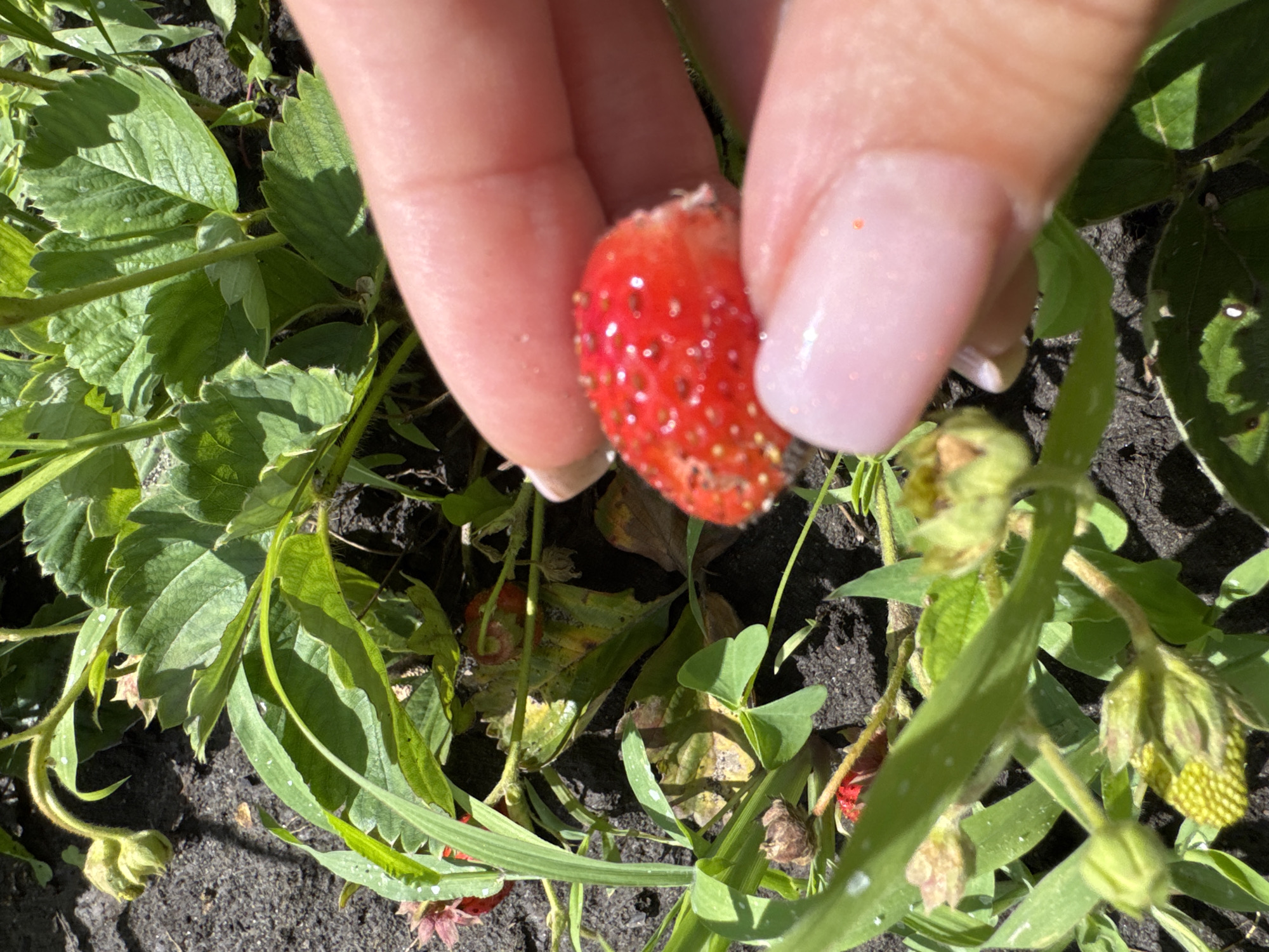 Summer backyard life in Lozuvatka — garden details and pool fun