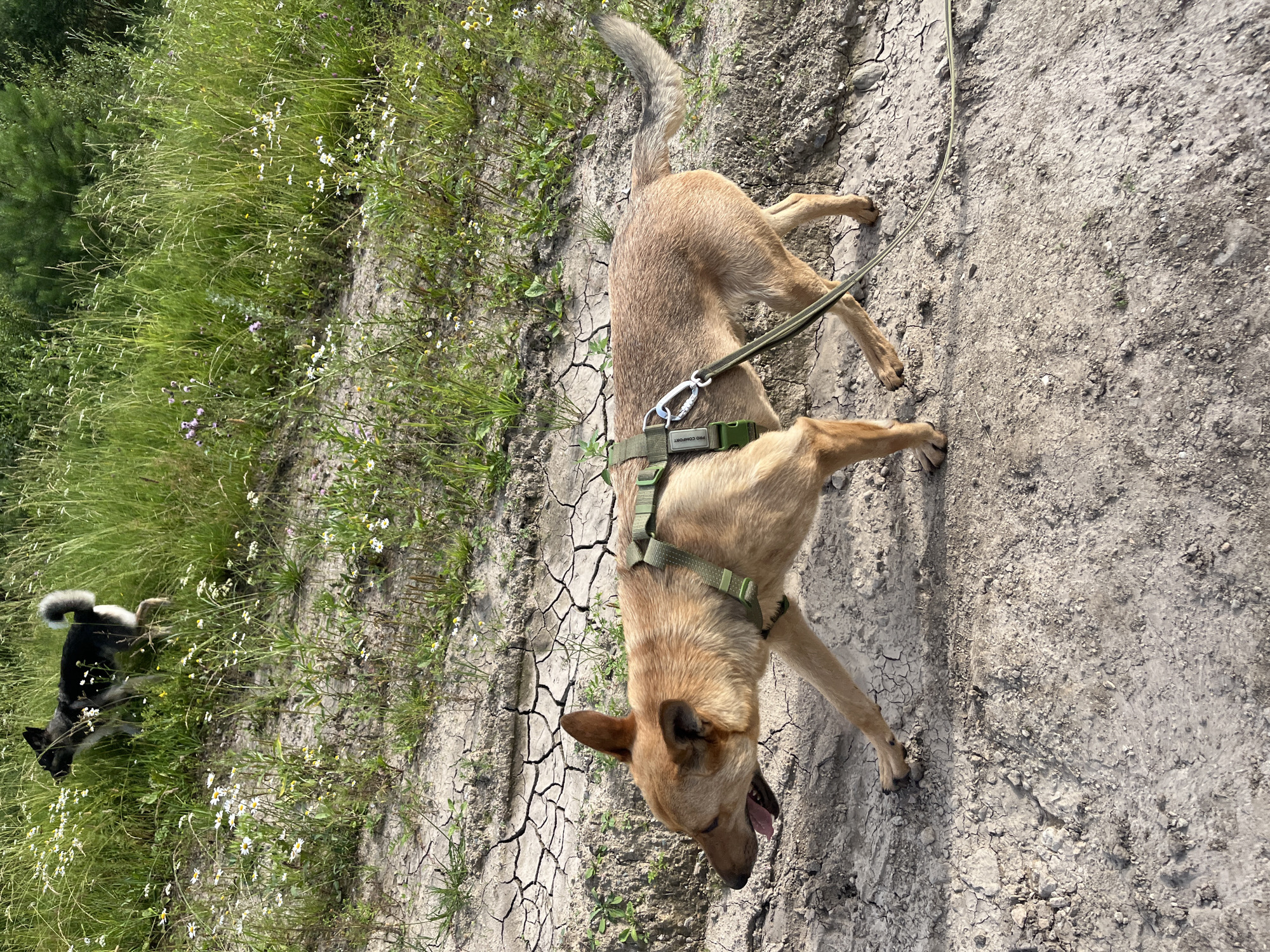Dogs roaming and playing along a rural path near Nizhny Tagil
