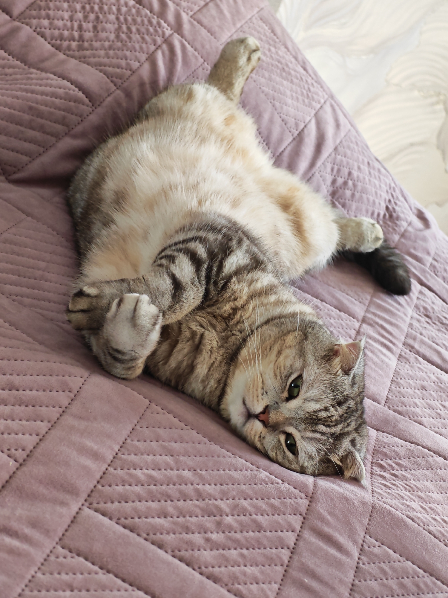 Scottish Fold cat lounges on a pink blanket, Minsk