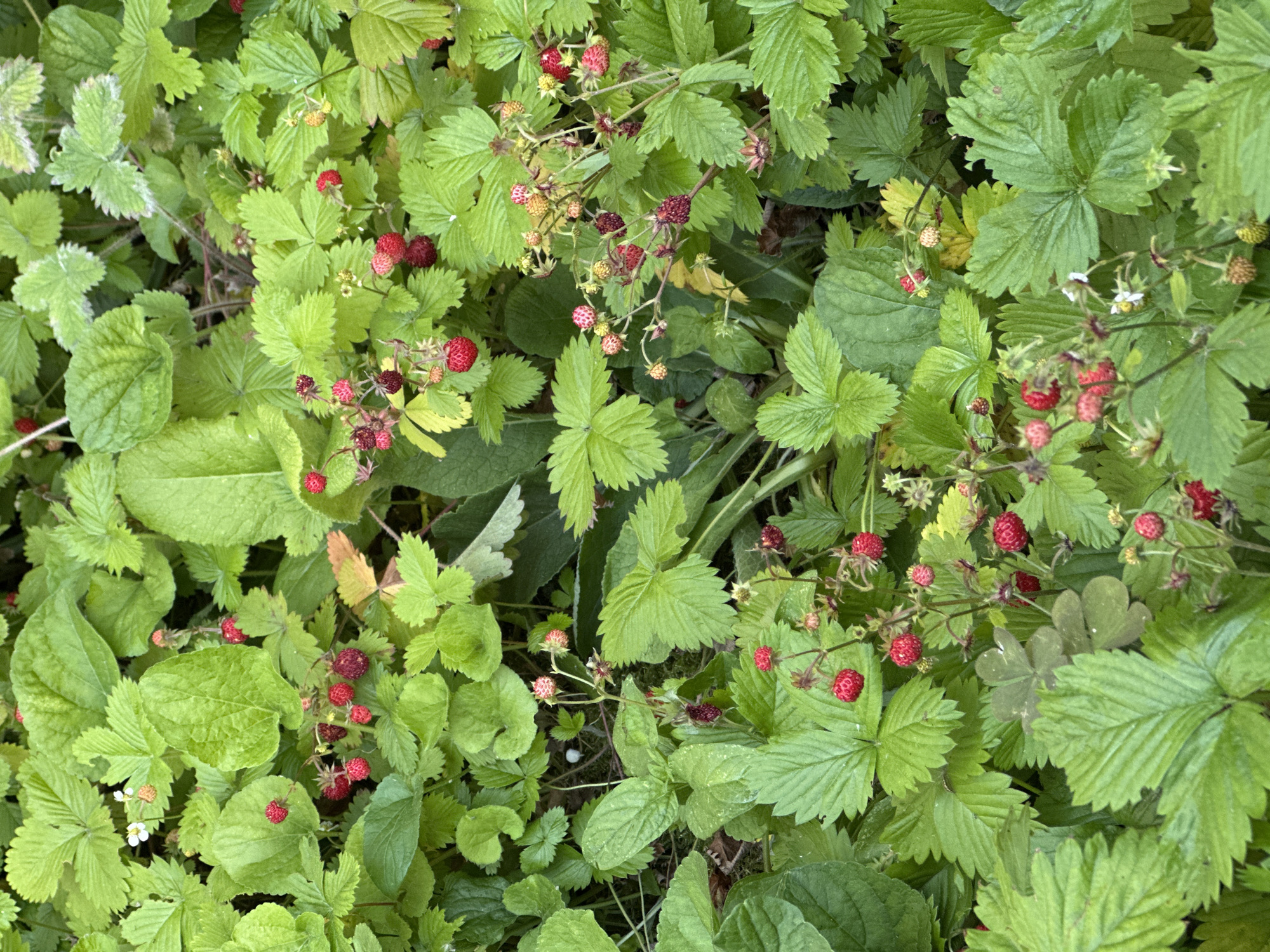 Morning garden walk captures Zagreb's blooming urban flora