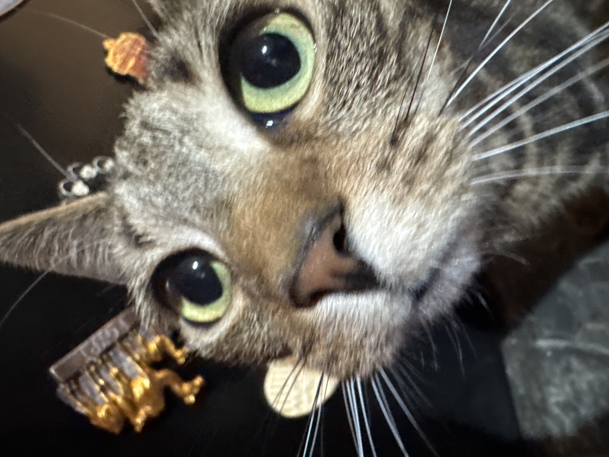 Tabby cat photographed in multiple close-up shots in Desborough