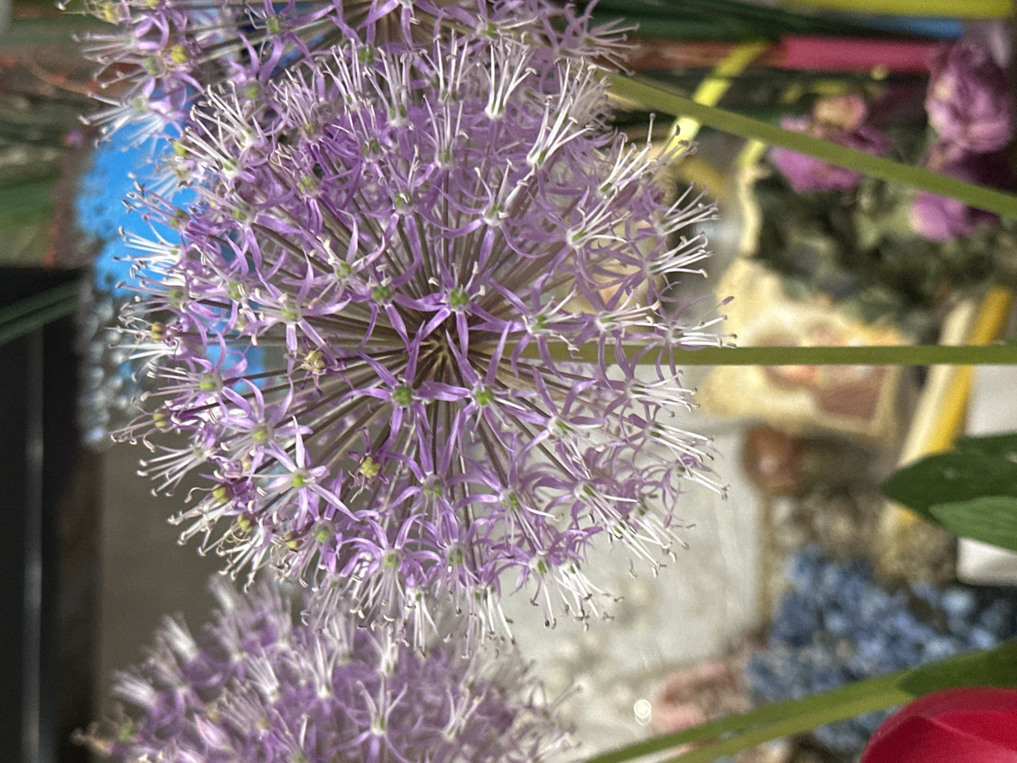 Spring flowers bloom across Minsk streets and gardens