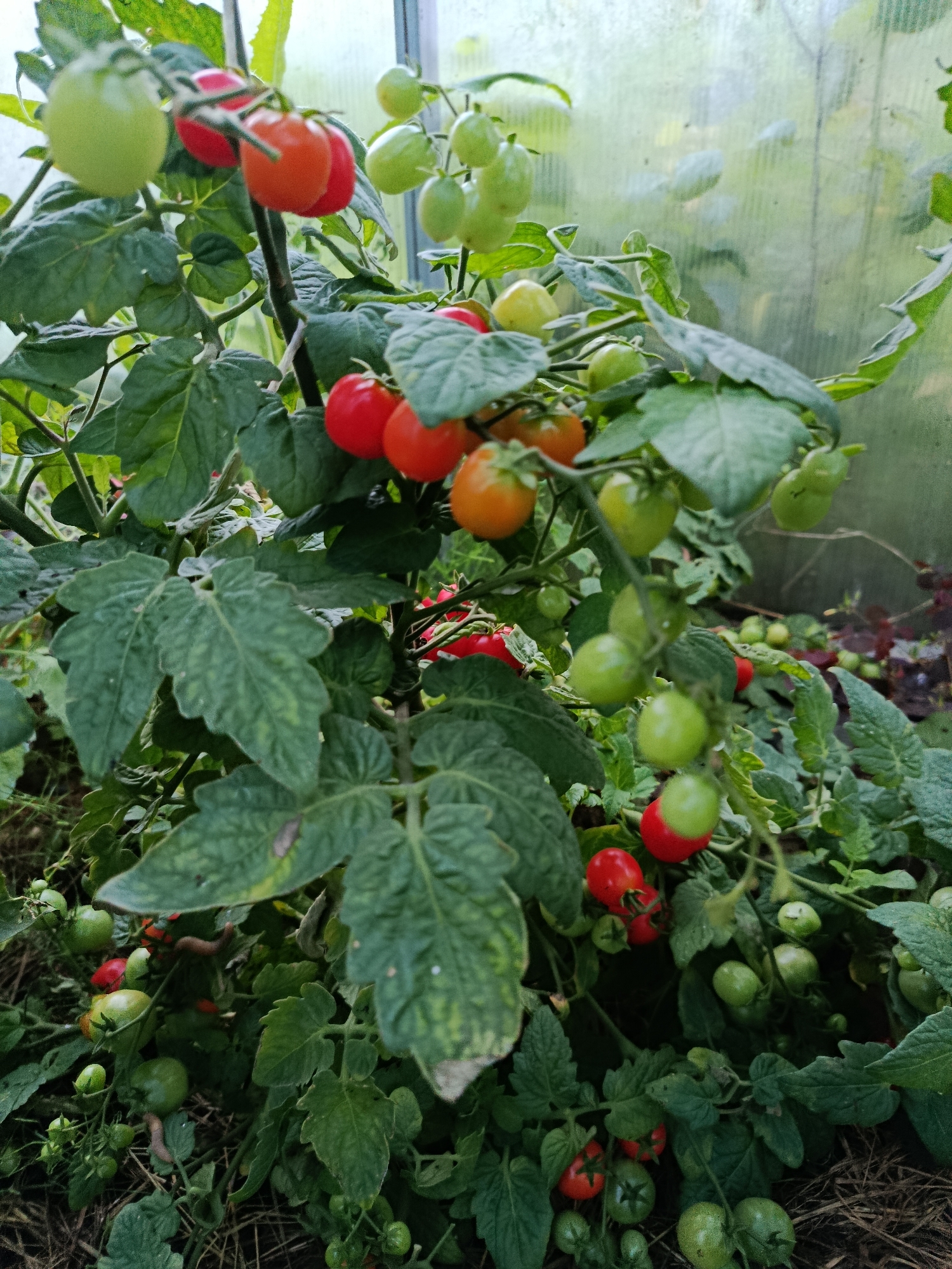 Summer evening at a Vereya backyard — chickens, tomatoes, and kids outside