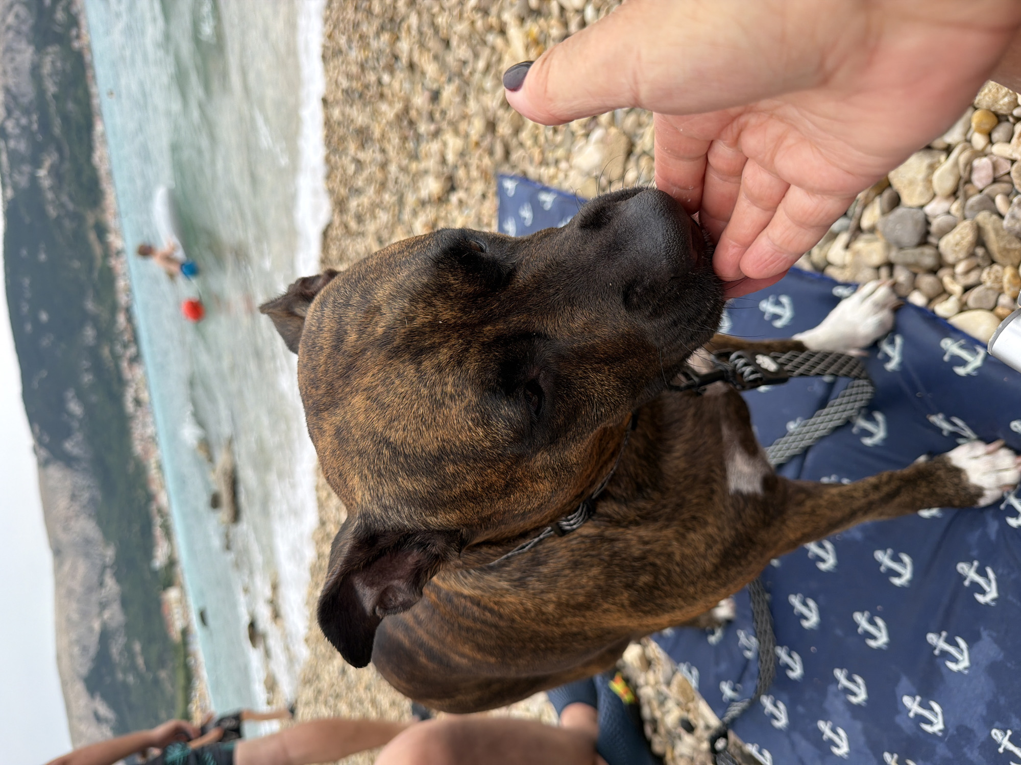 Dog and beach day on Croatia's pebble coast
