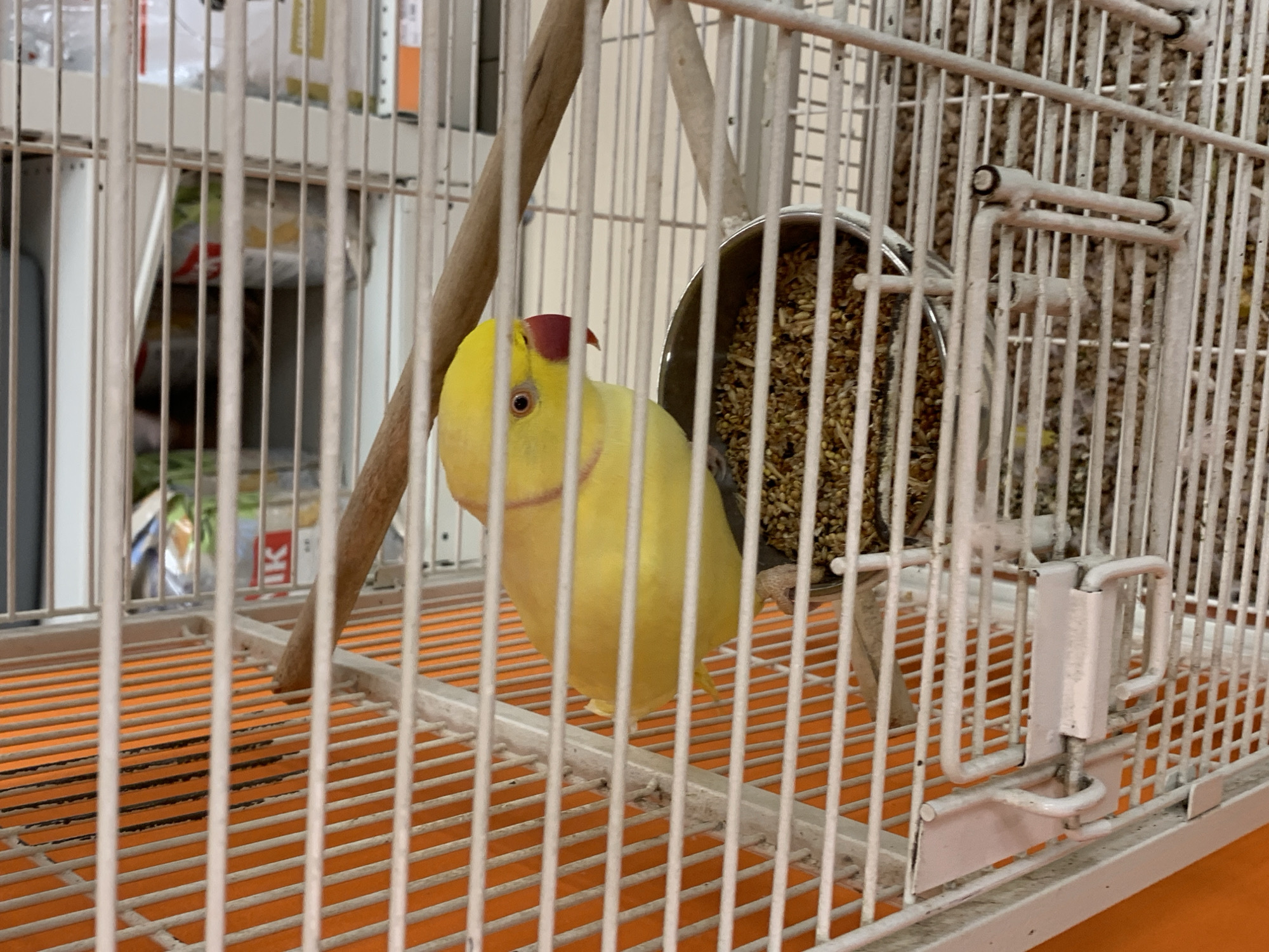 Caged parrots observed feeding in Stavropol aviaries