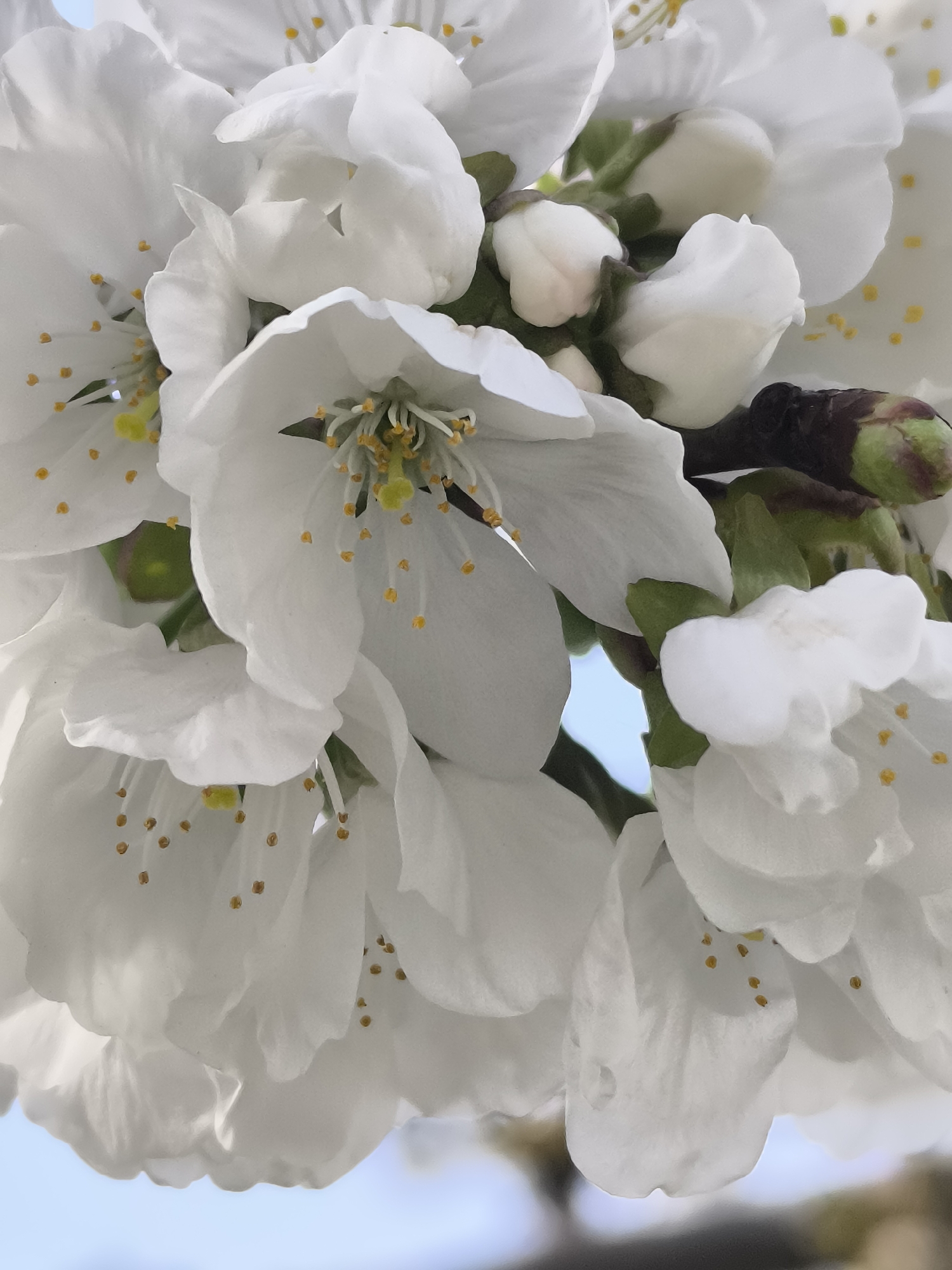 Cherry blossoms bloom in Priseltsi, Bulgaria