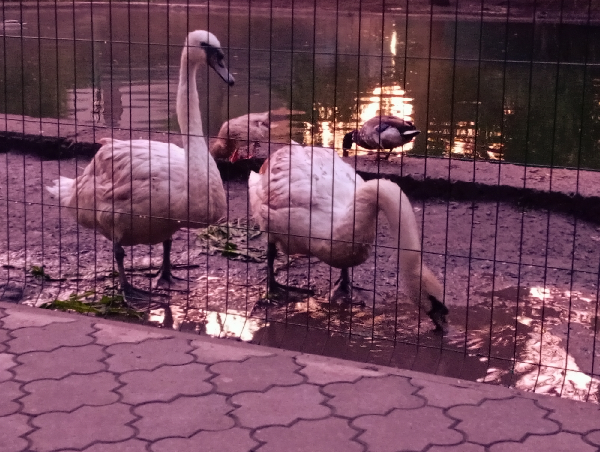 Afternoon stroll through Poltava captures swans, streets, daily life