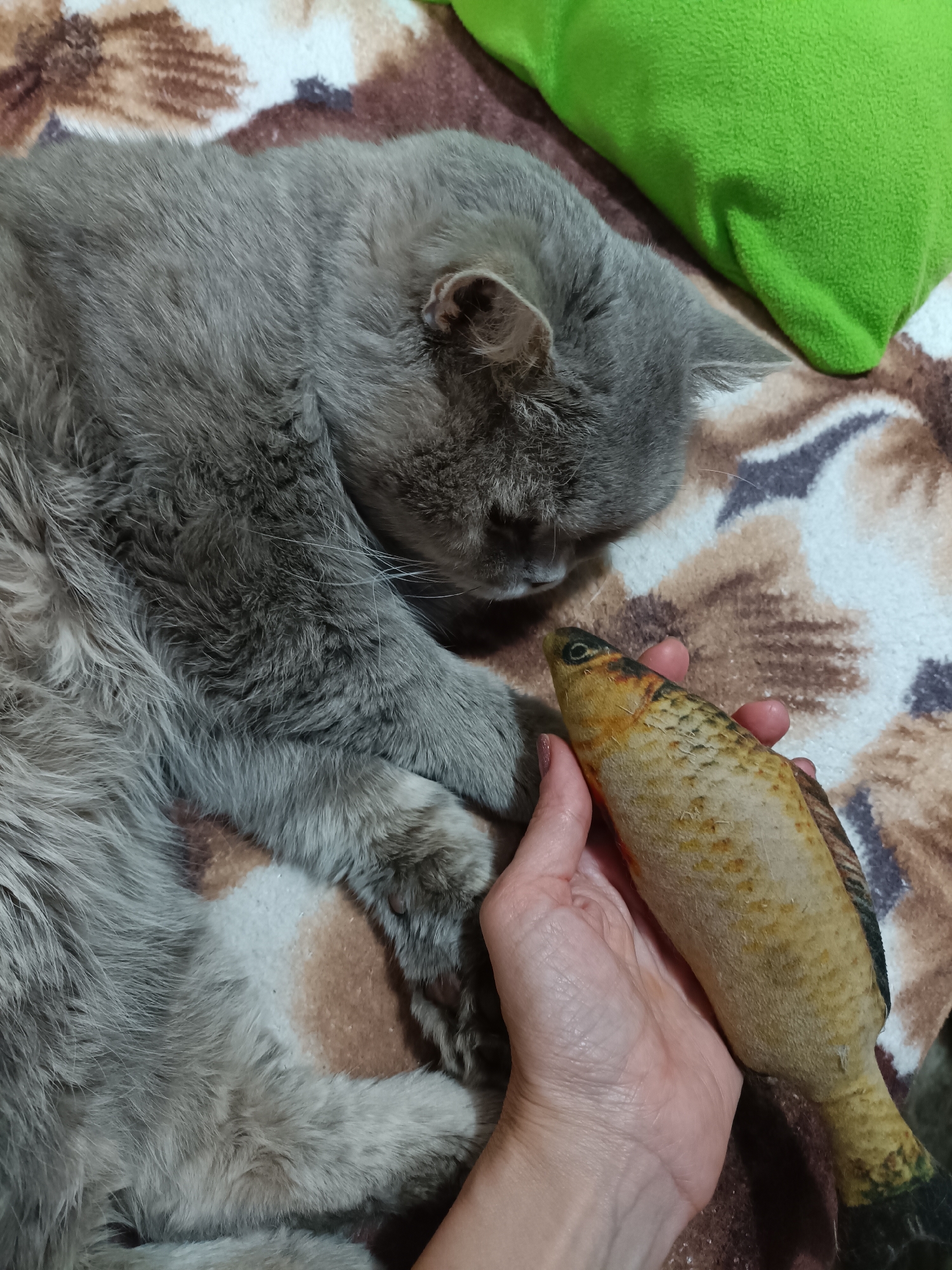 Lazy afternoon with a gray cat and some houseplants