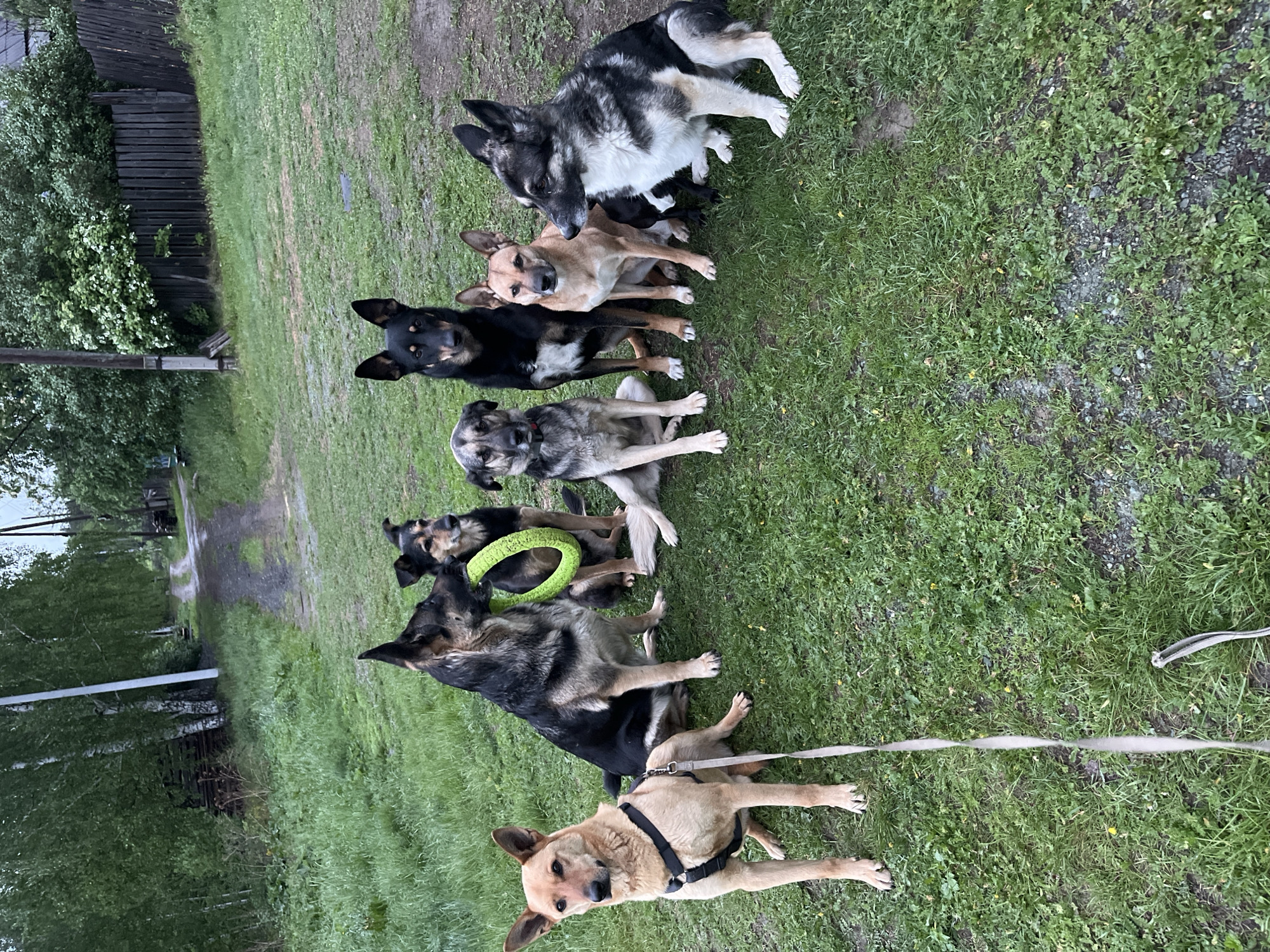 Multiple dogs gather in formation on grass in Nizhny Tagil