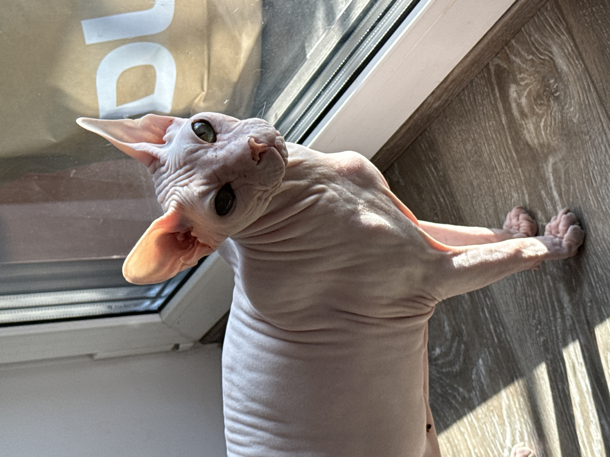 Sphynx cat photographed in sunlit Krasnoyarsk home